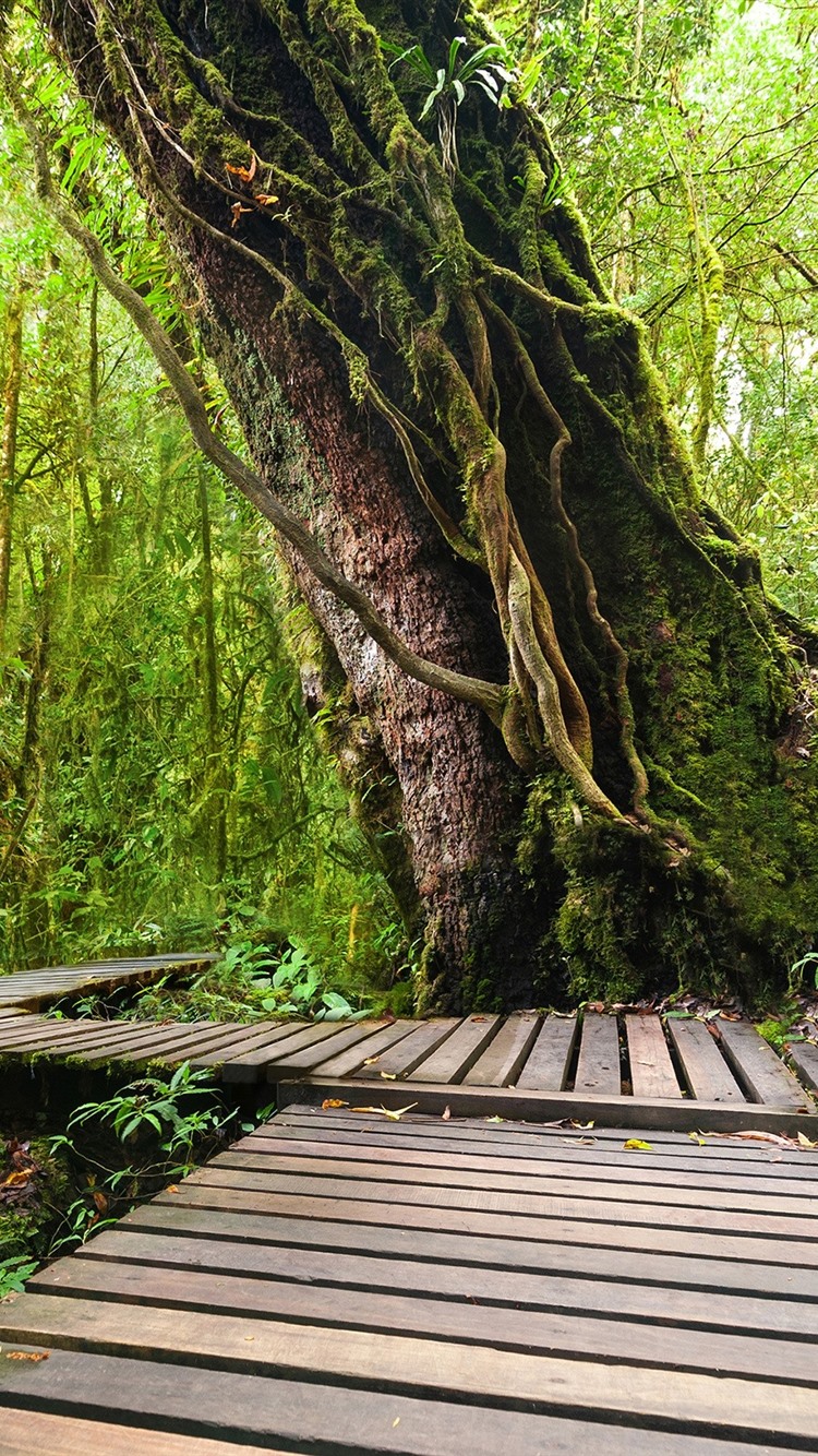 Thailand Doi Inthanon National Park Mountains Wallpapers