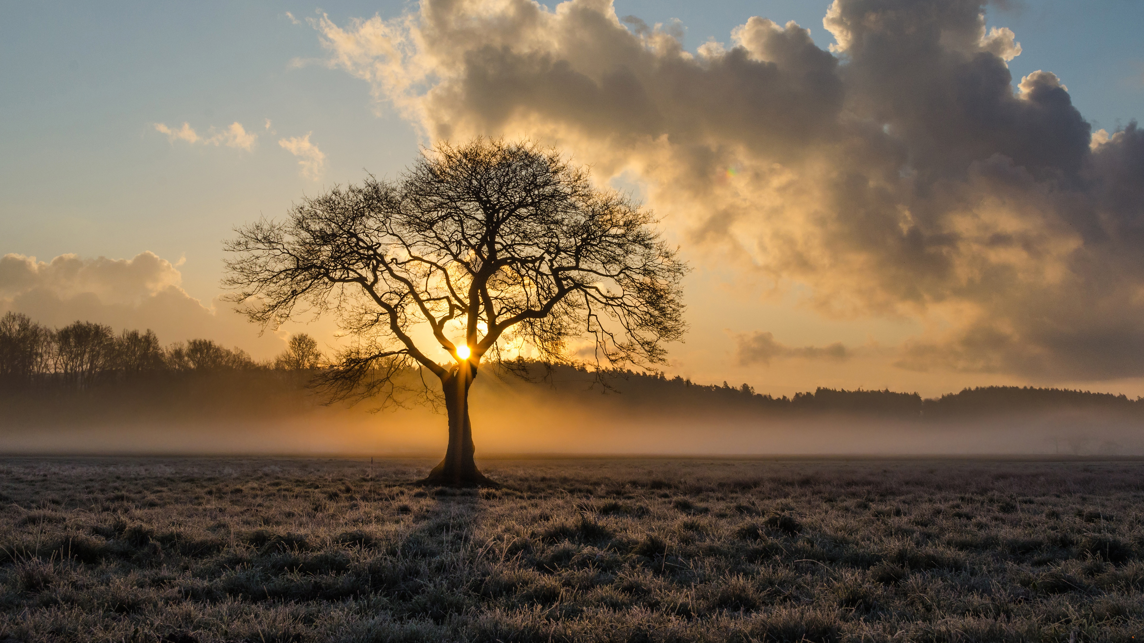 The Lonely Tree Wallpapers