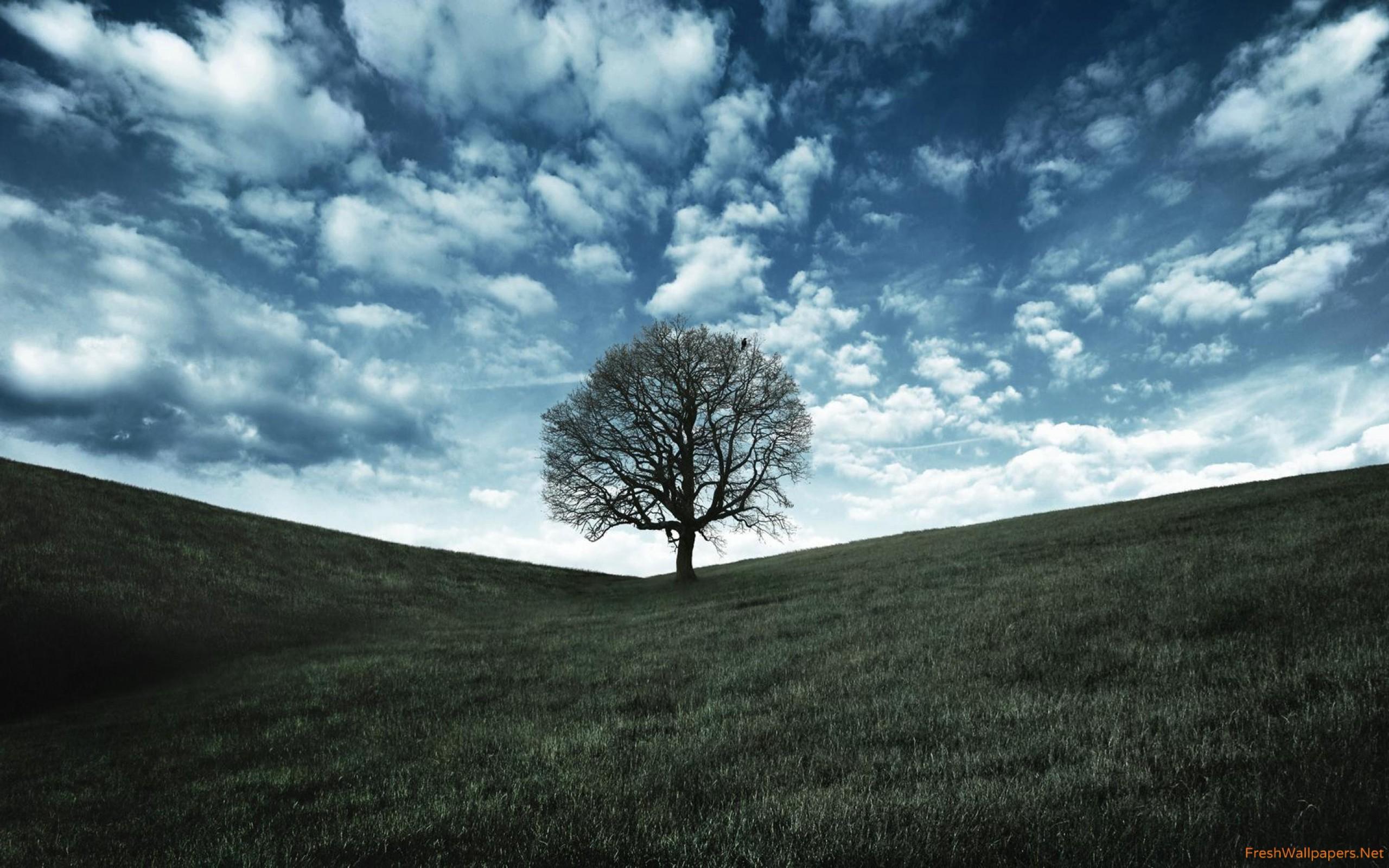 The Lonely Tree Wallpapers