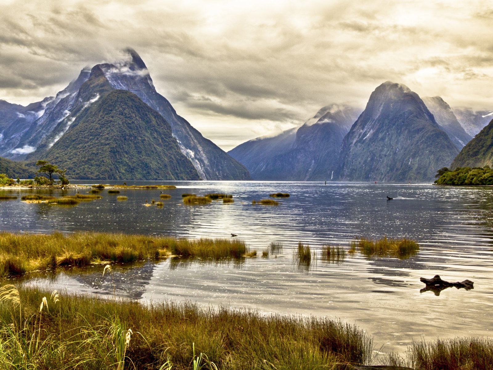 The Milky Pink Sea At Milford Sound 4K New Zealand Wallpapers