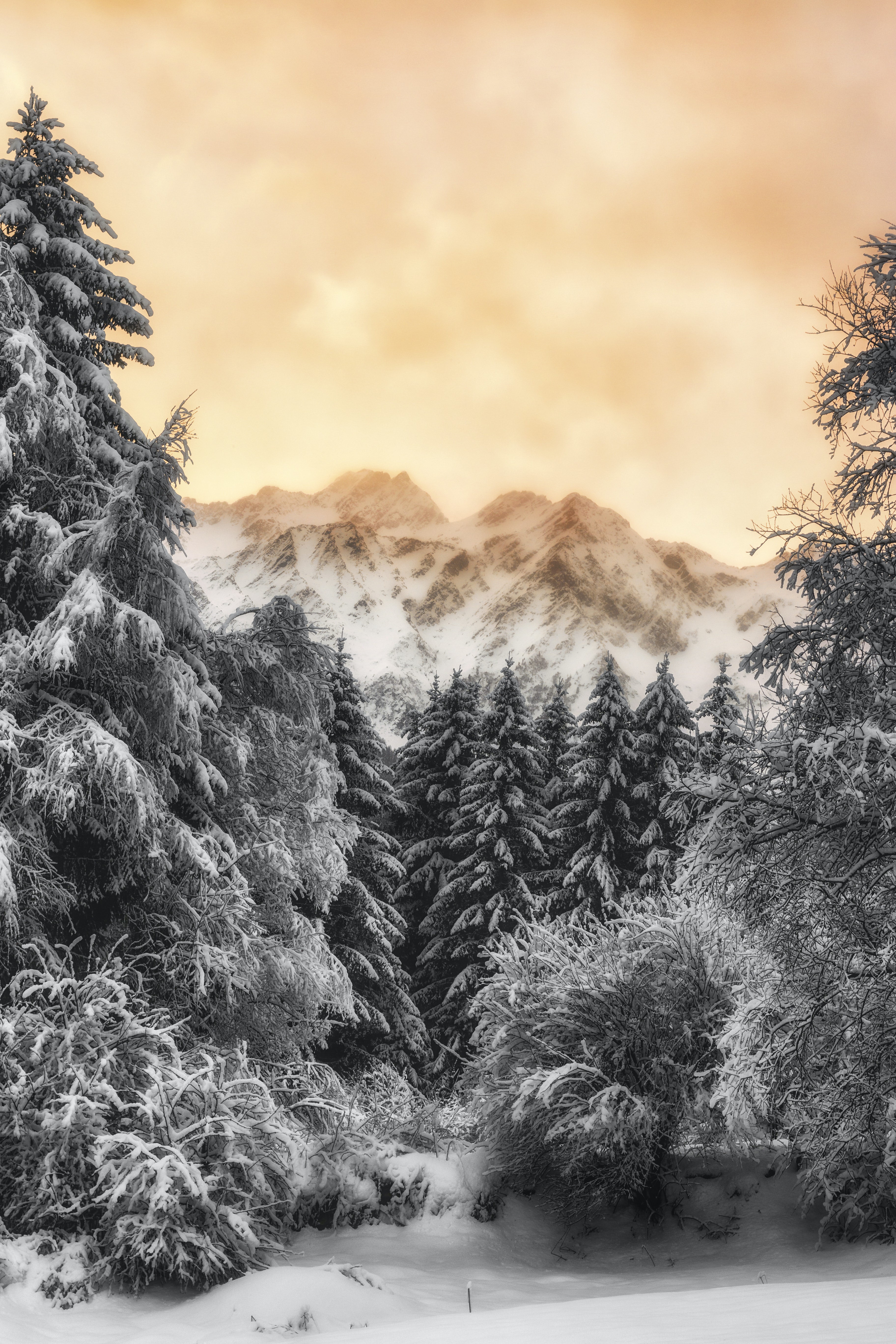 The Snowy Mountain In Forest Wallpapers