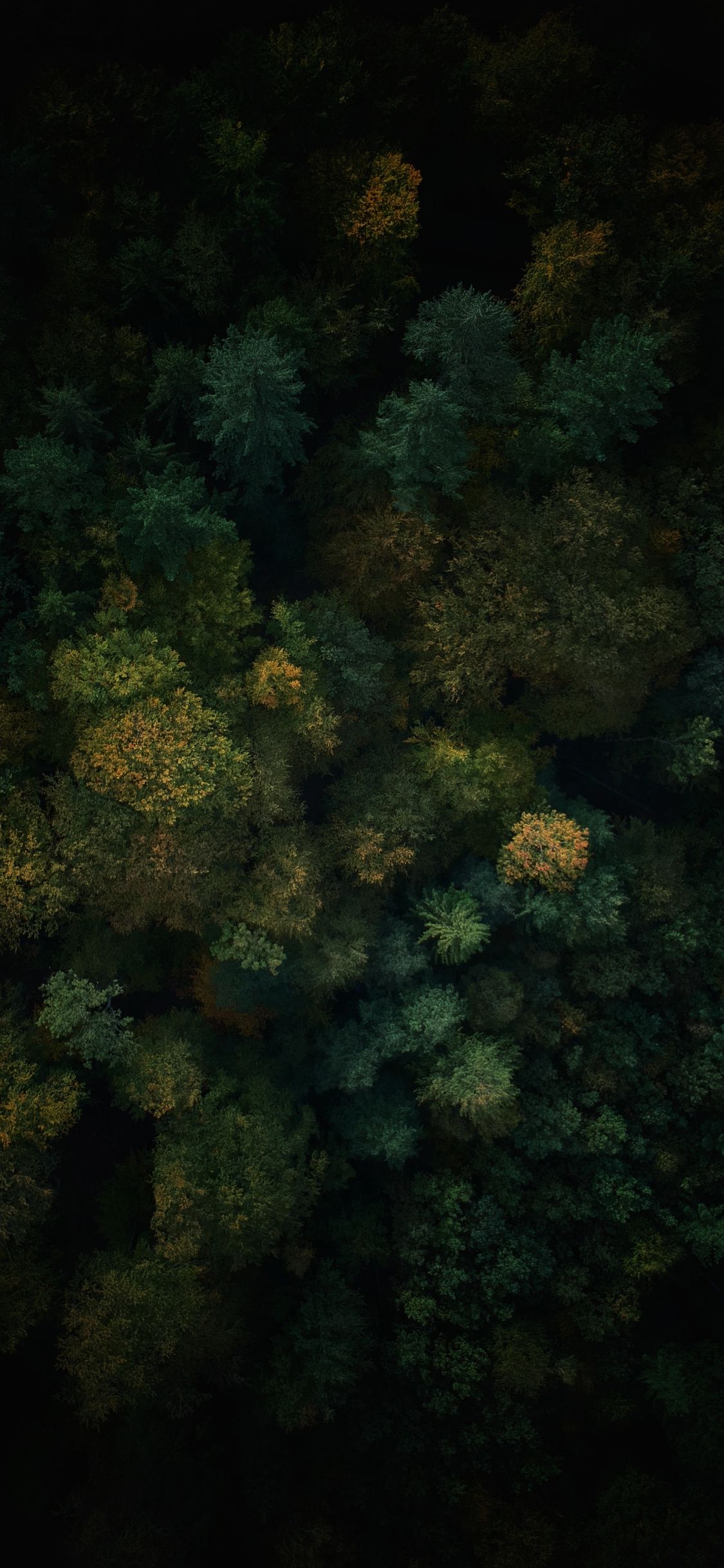 Top View Of Forest Green Trees Wallpapers