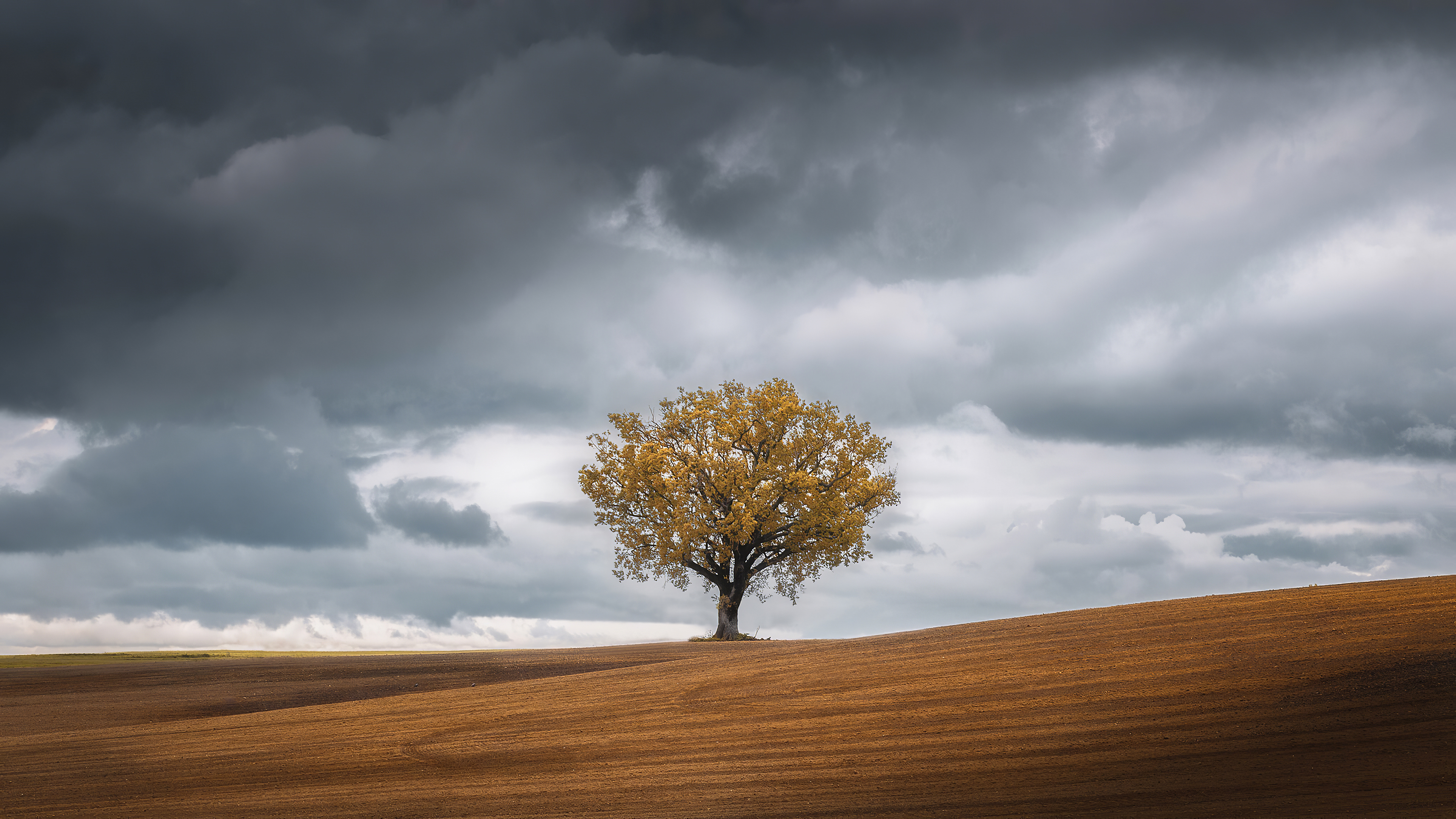 Tree Landscape Wallpapers