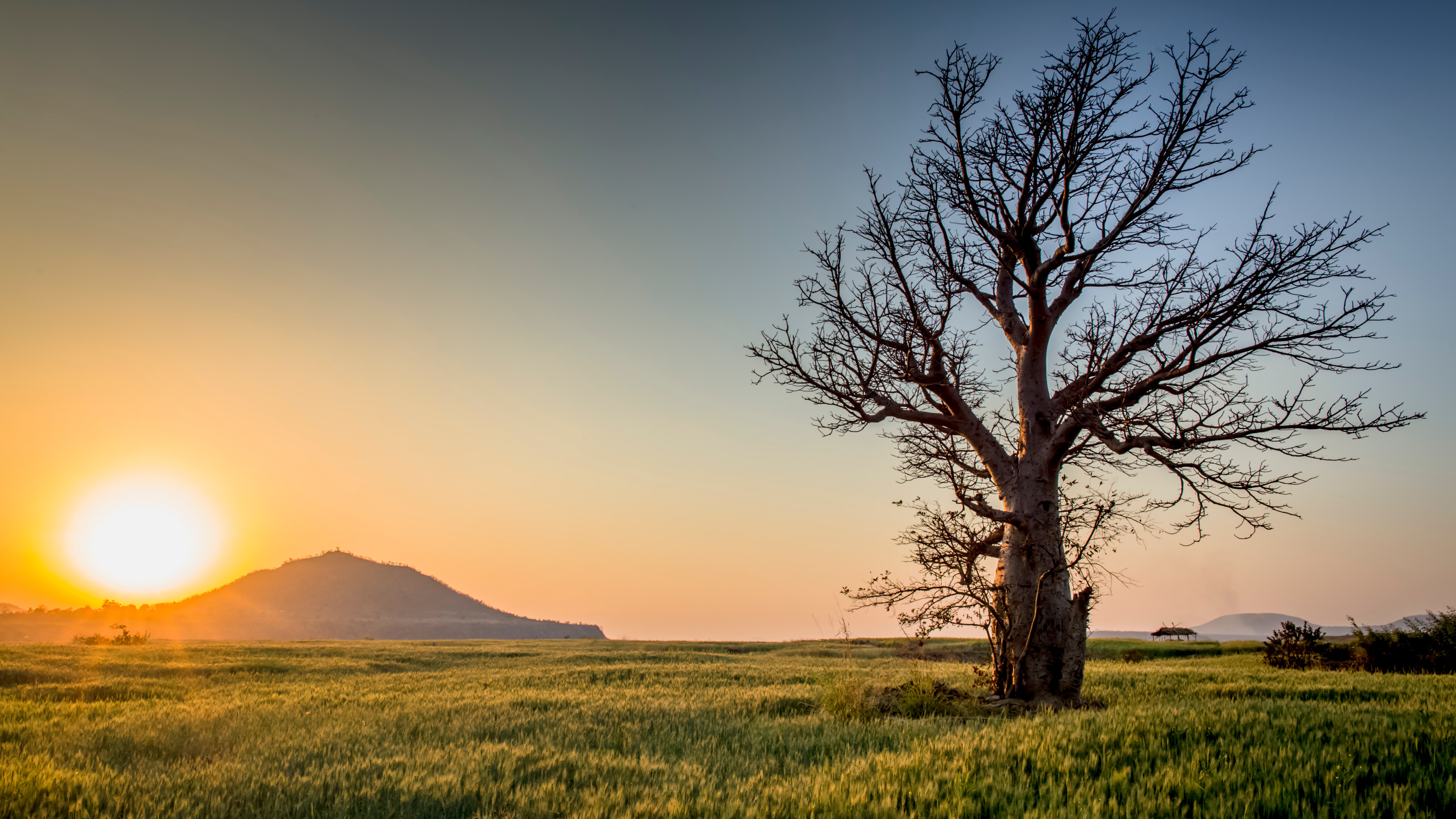 Tree Landscape Wallpapers