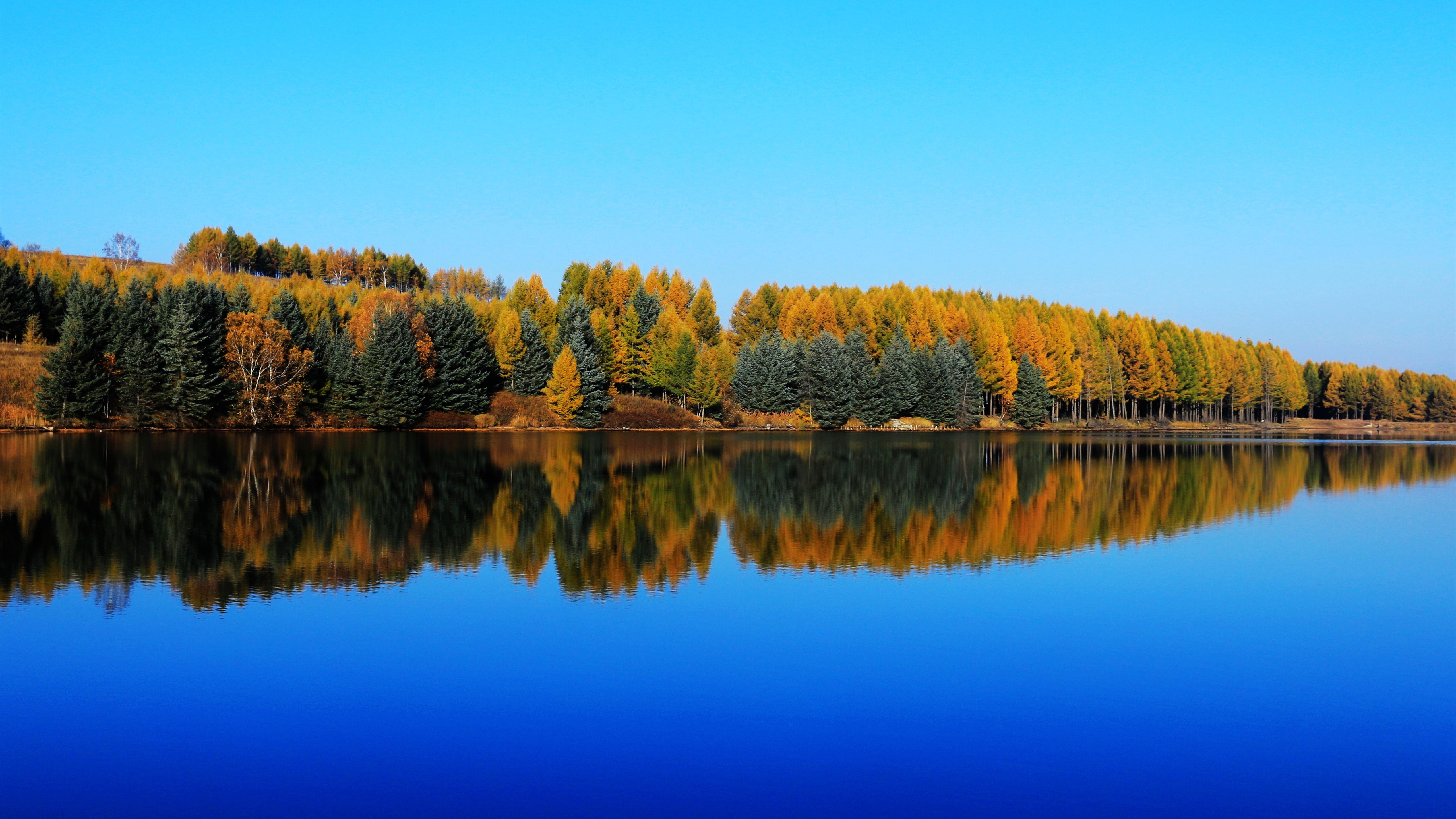 Tree Reflection In Lake Wallpapers