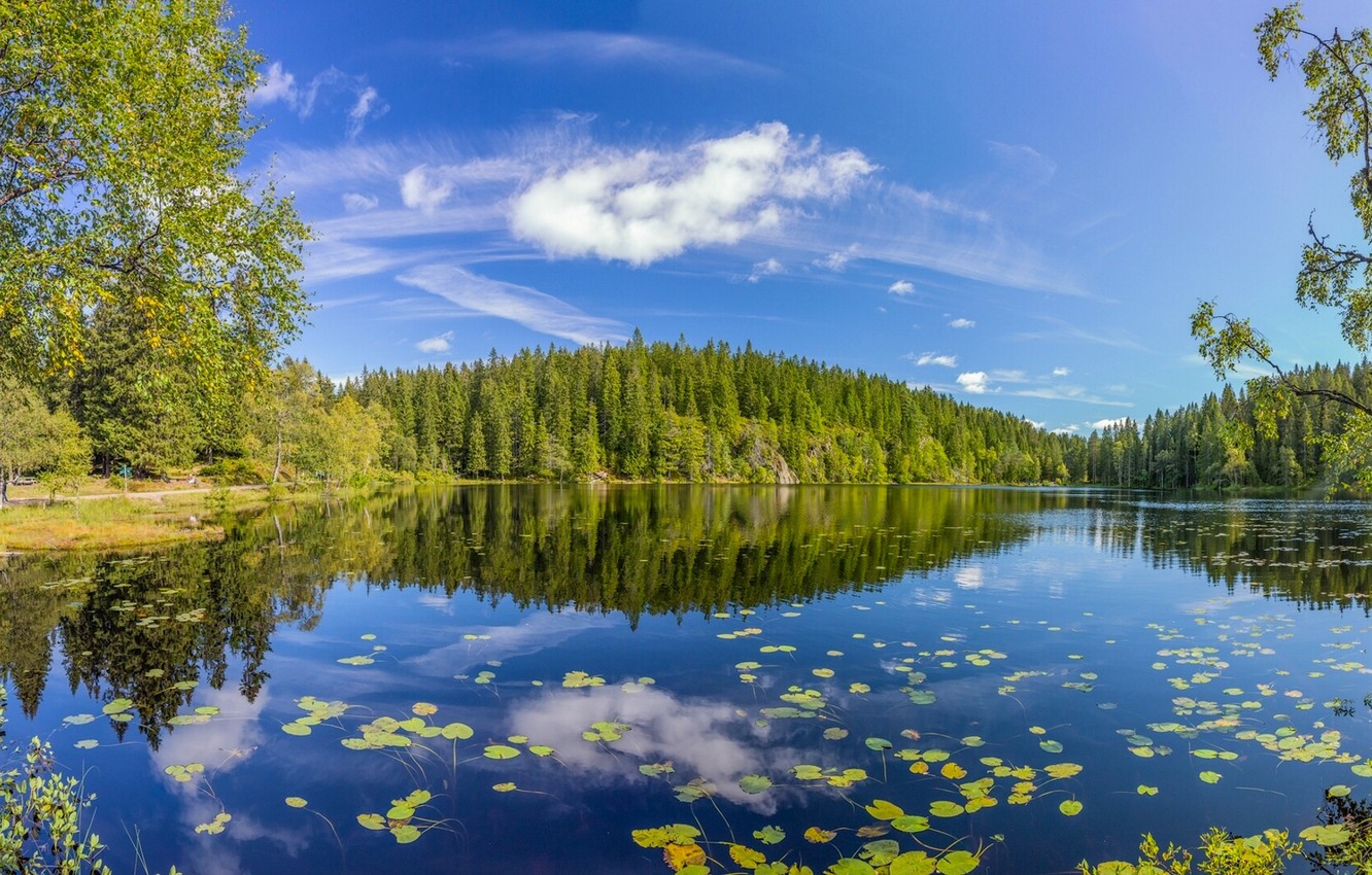 Tree Reflection In Lake Wallpapers