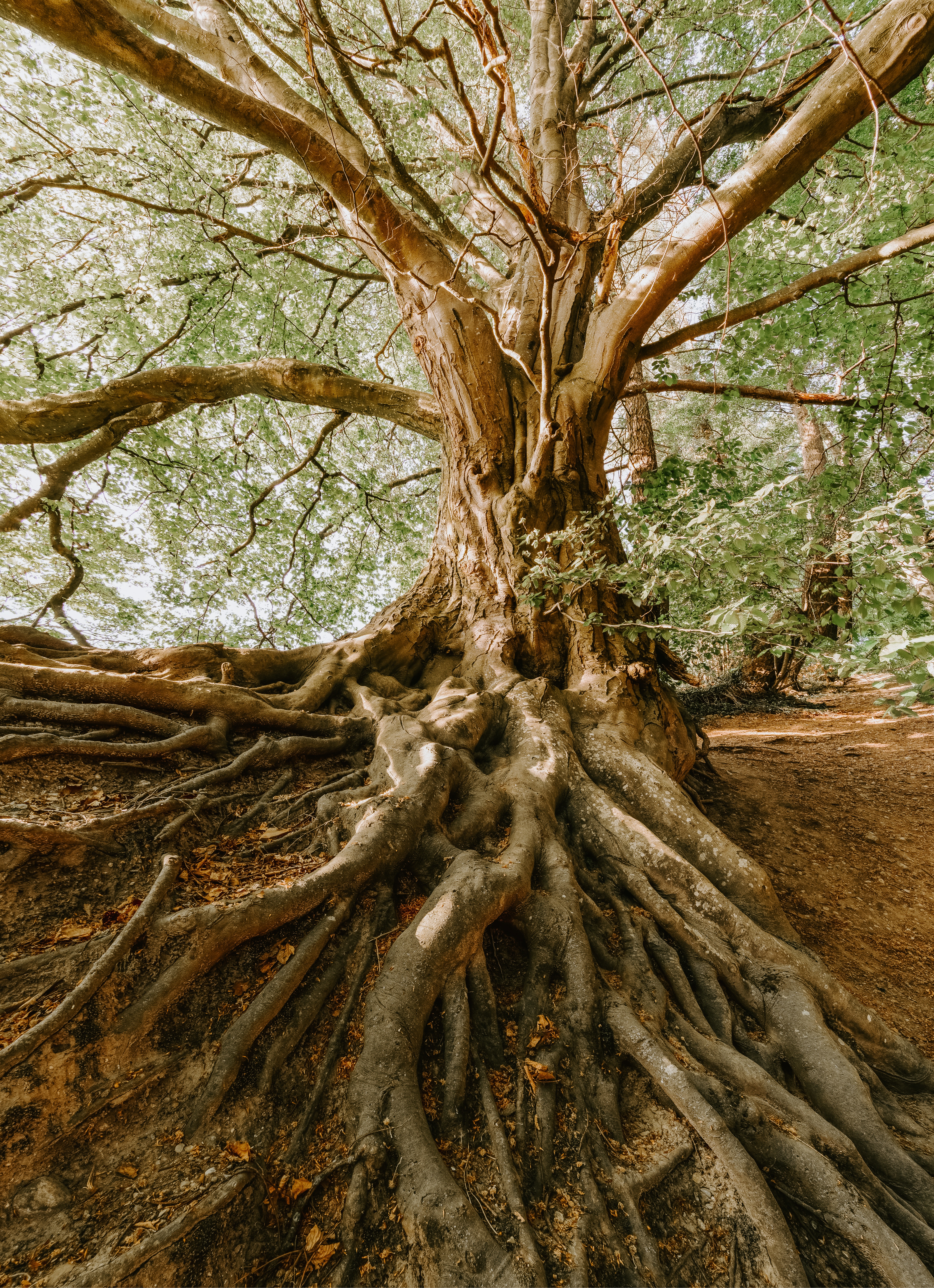 Tree Root Wallpapers