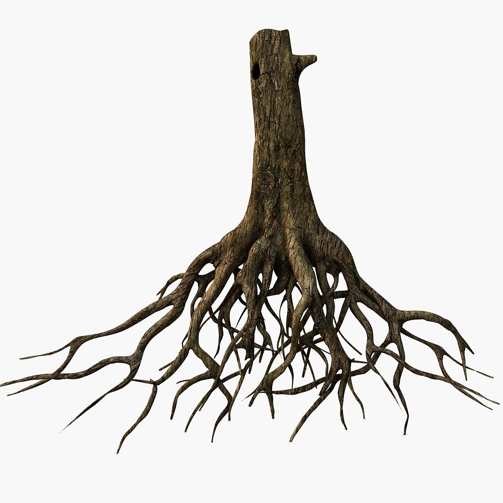 Tree Root Wallpapers