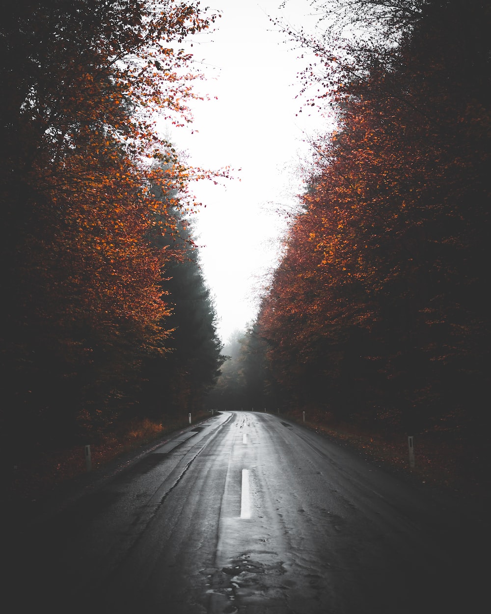Tree-Lined Empty Road Wallpapers