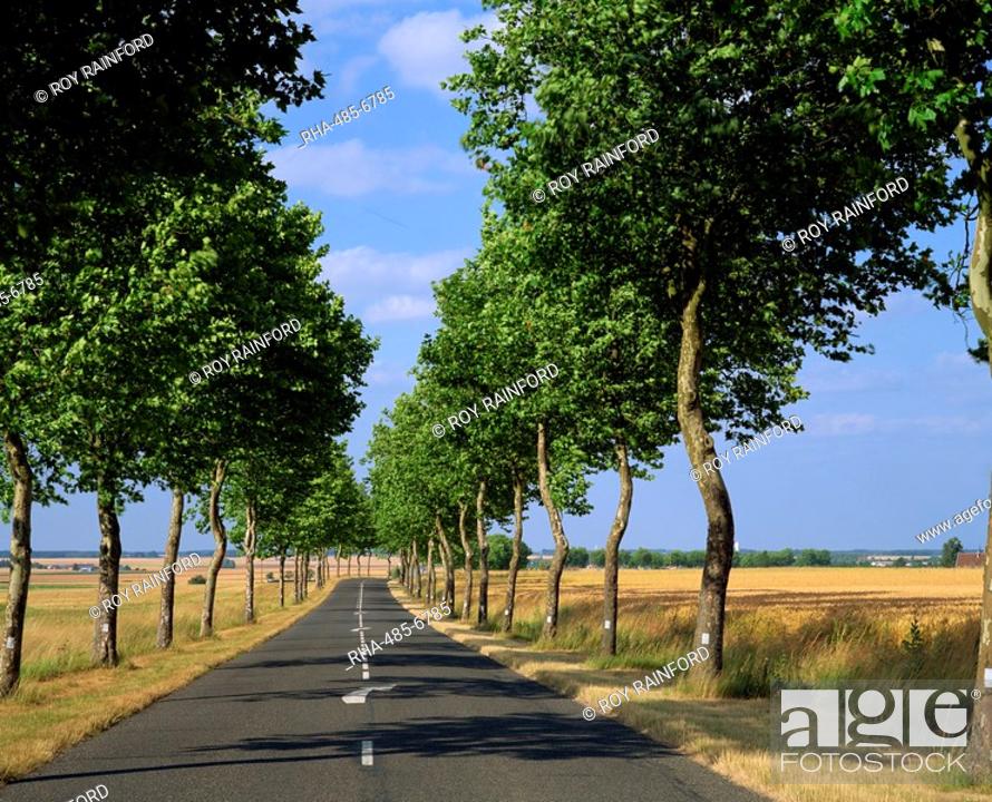 Tree-Lined Empty Road Wallpapers