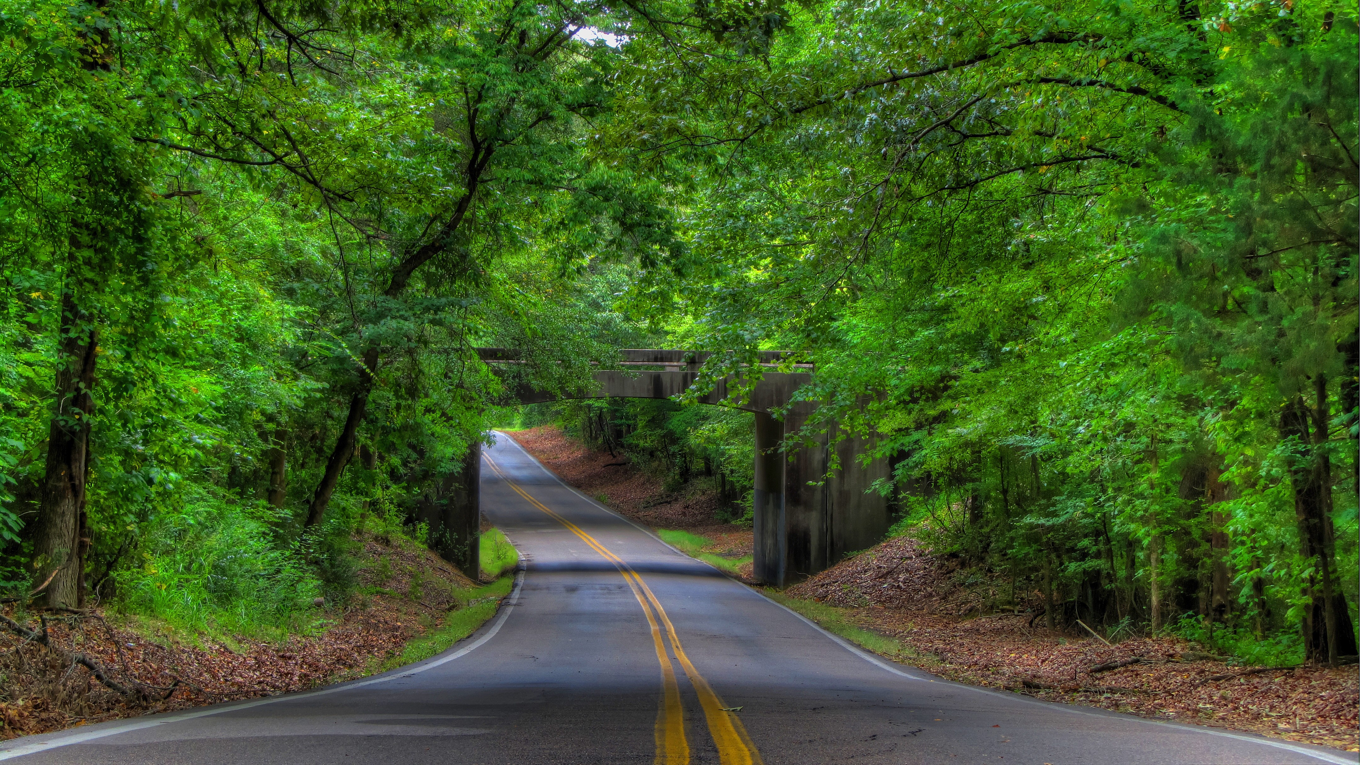 Tree-Lined Empty Road Wallpapers