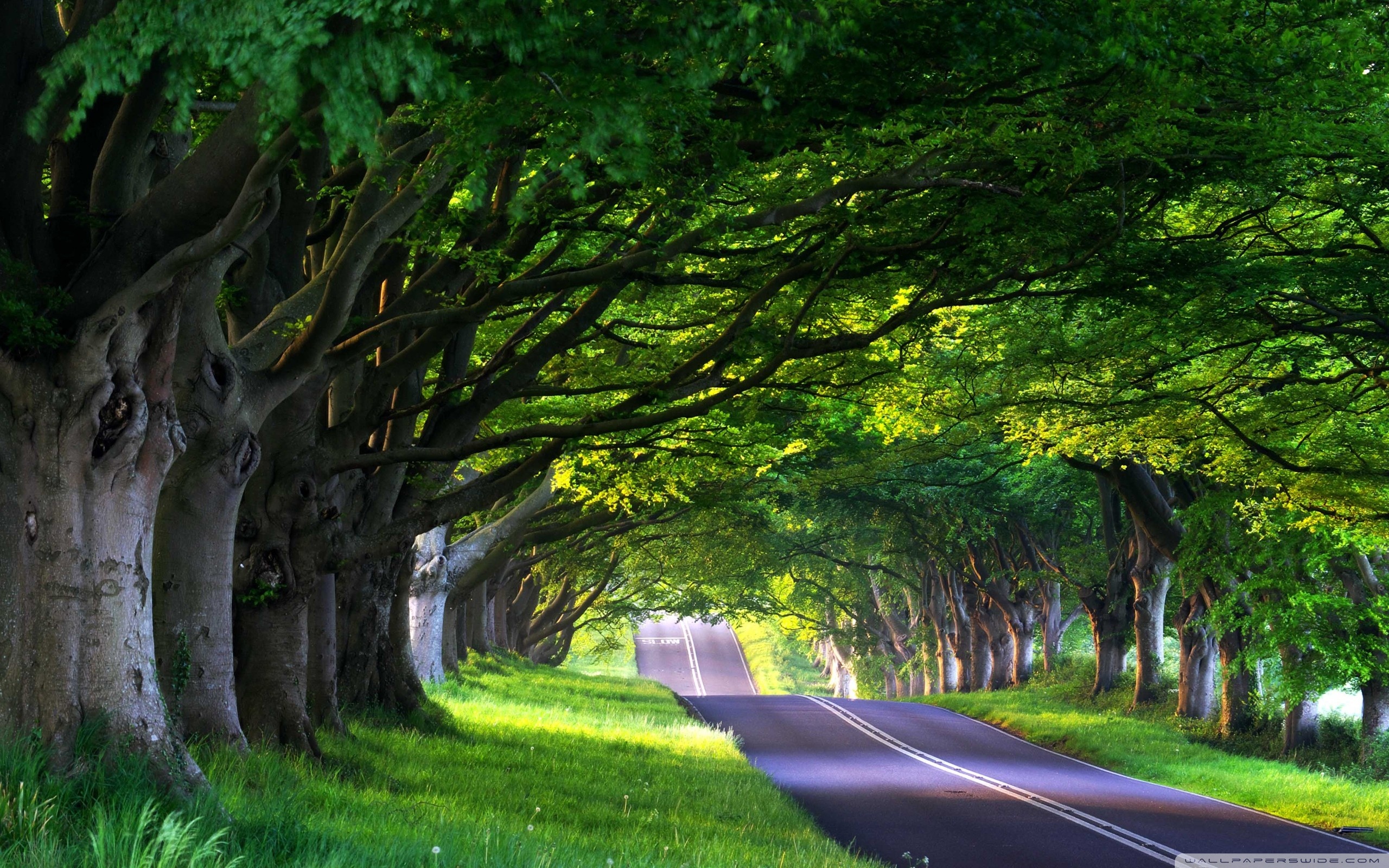 Tree-Lined Empty Road Wallpapers