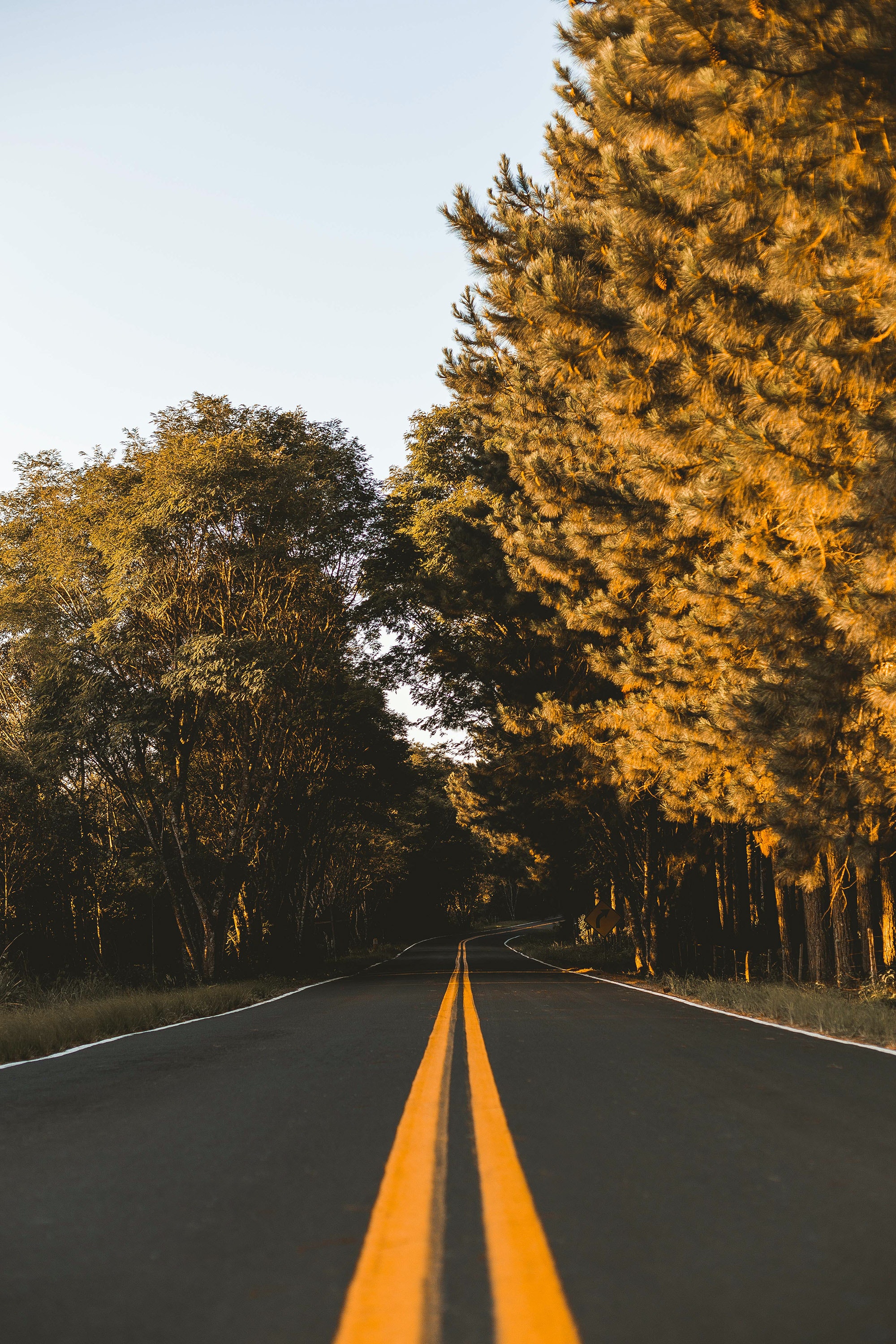 Tree-Lined Empty Road Wallpapers