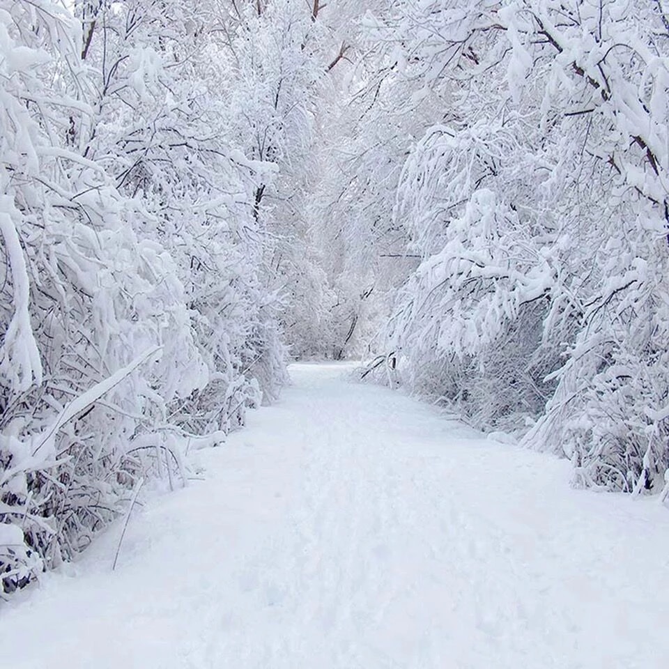 Trees Covered By Snow In Winter Wallpapers