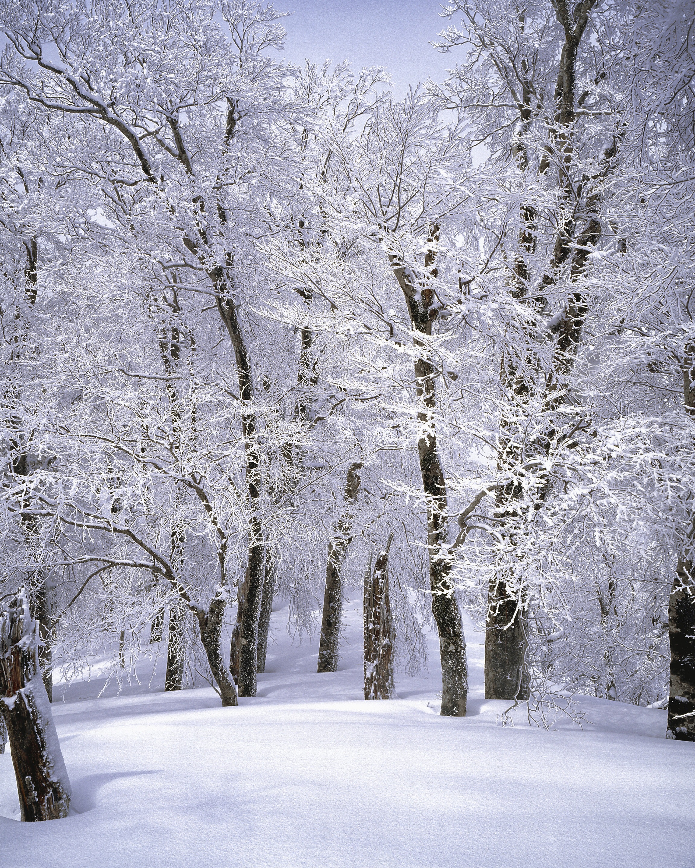 Trees Covered By Snow In Winter Wallpapers