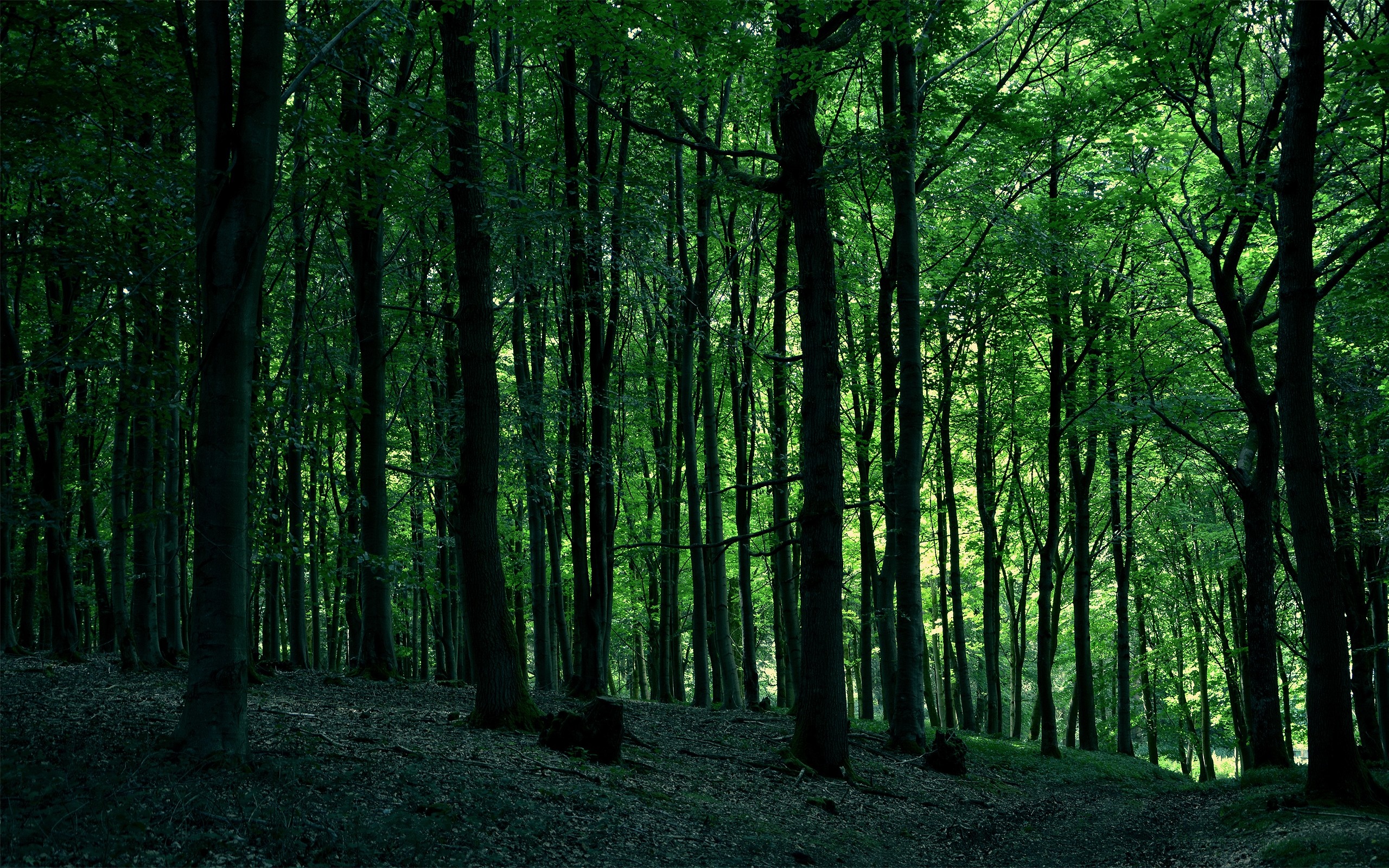 Trees Forest Wallpapers