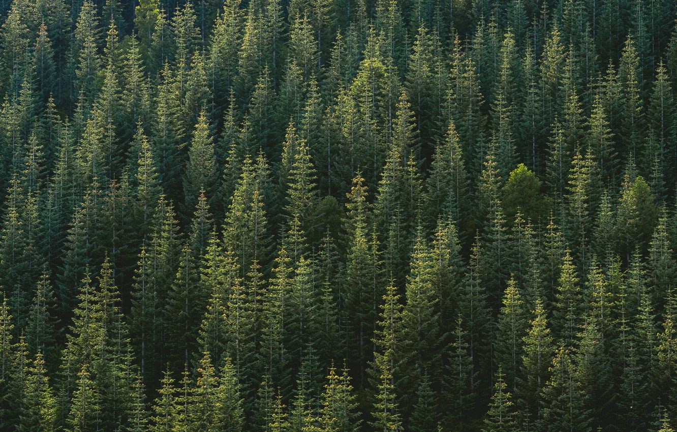 Trees Forest Wallpapers