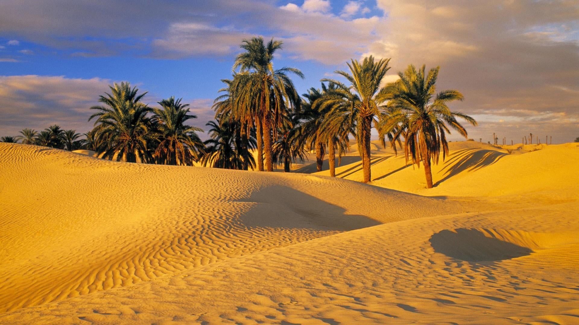 Trees In Desert Dune Photography Wallpapers