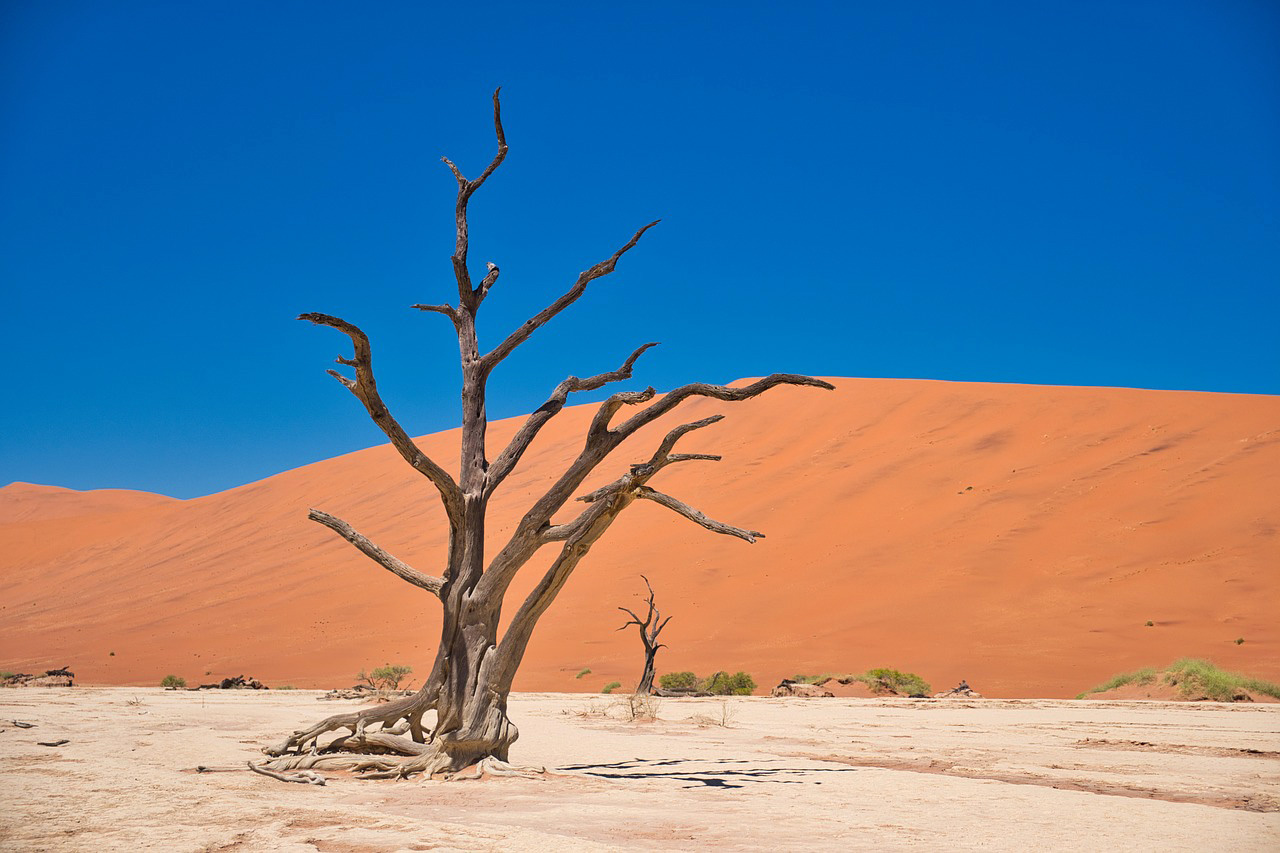 Trees In Desert Dune Photography Wallpapers