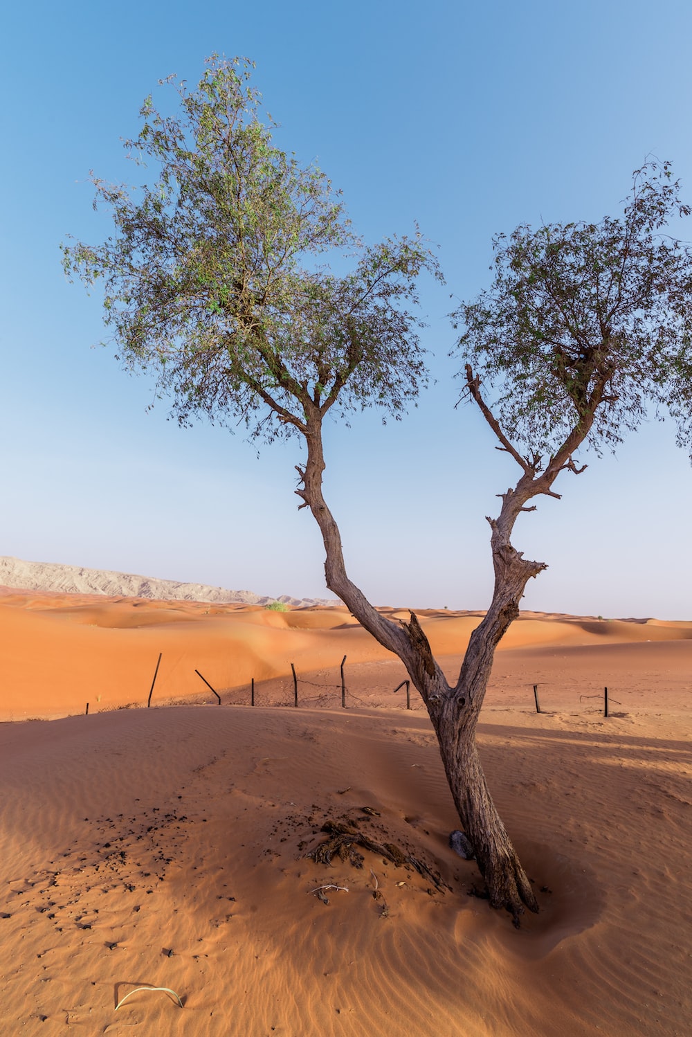 Trees In Desert Dune Photography Wallpapers