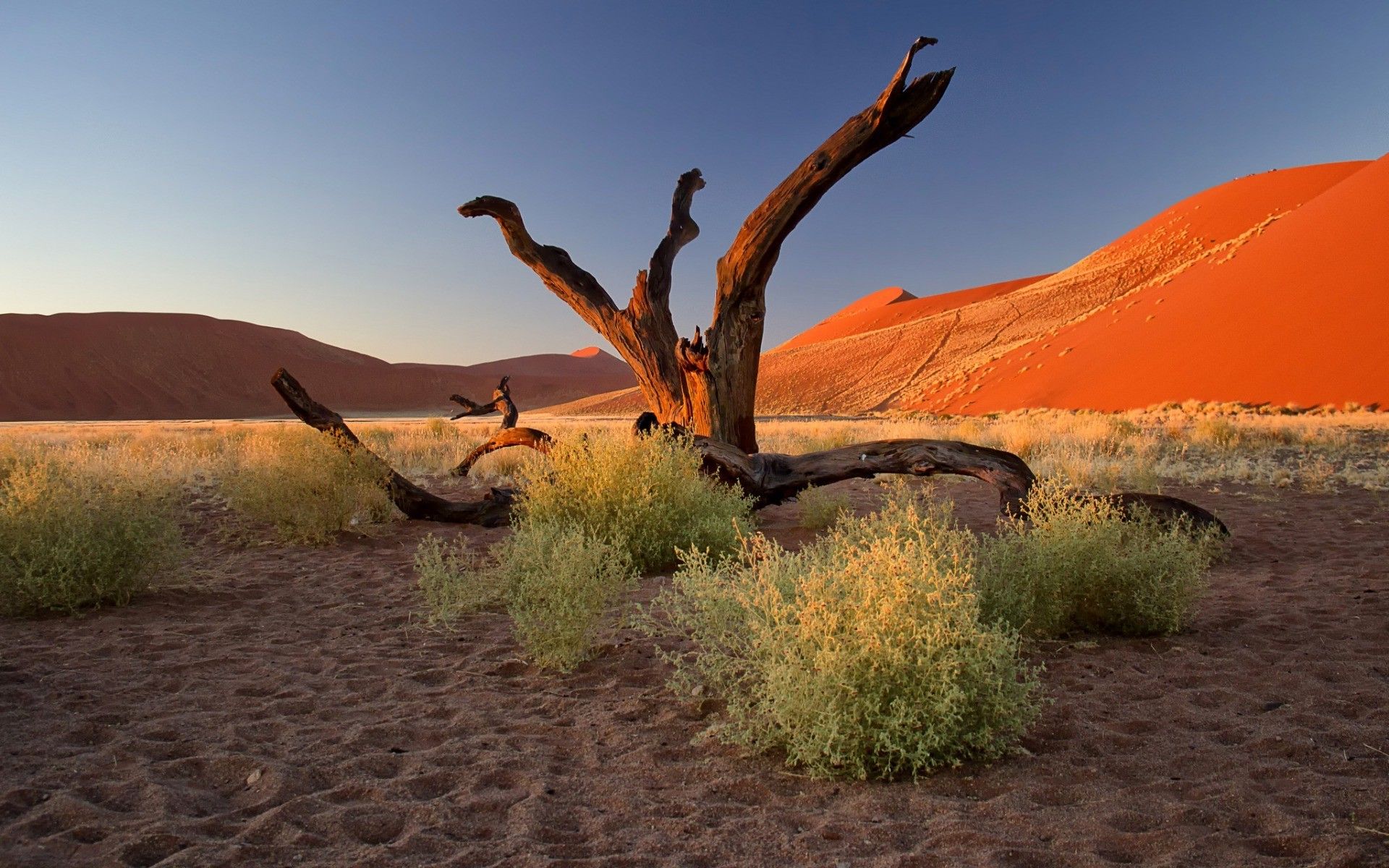 Trees In Desert Dune Photography Wallpapers