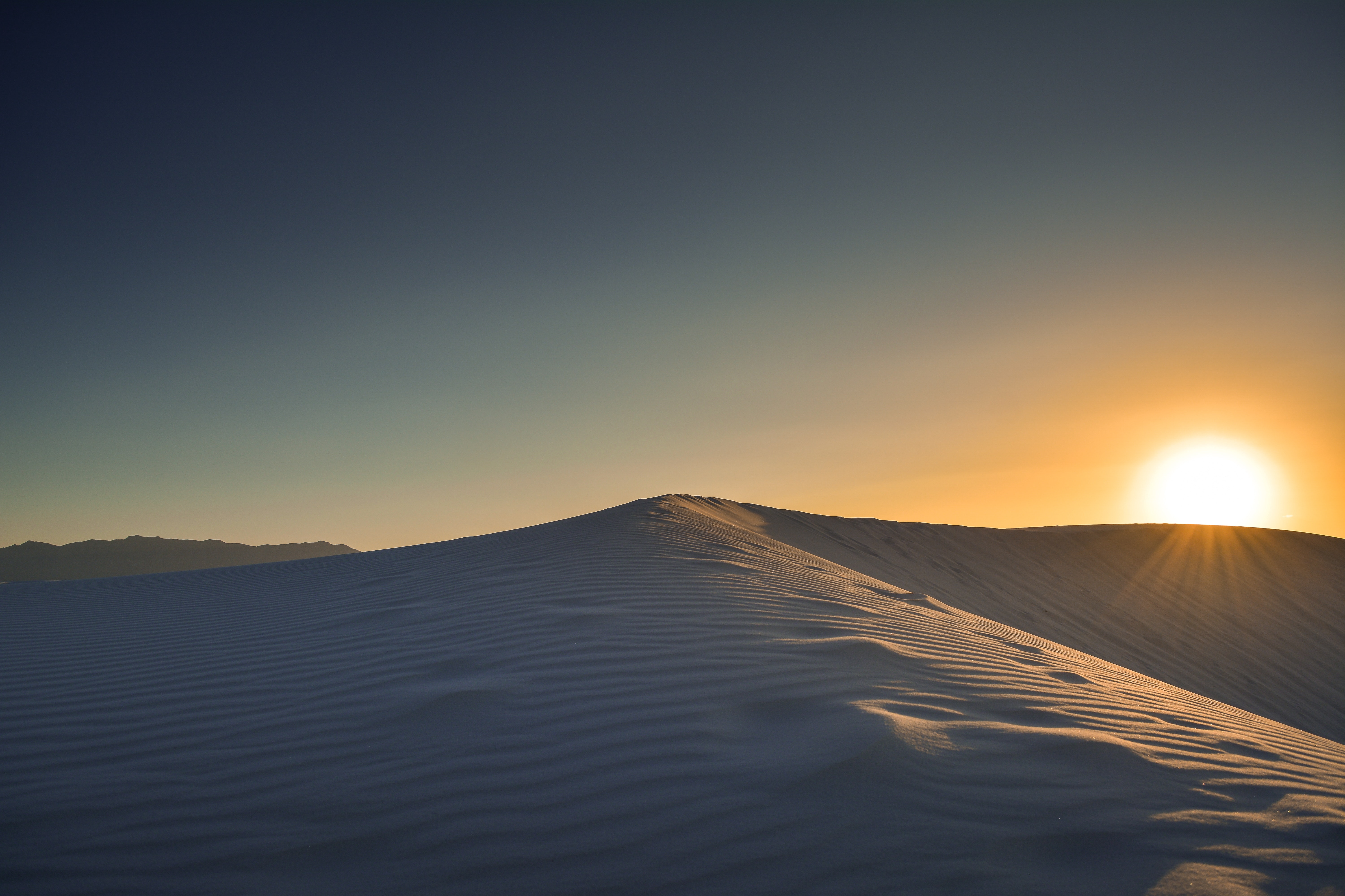 Trees In Desert Dune Photography Wallpapers