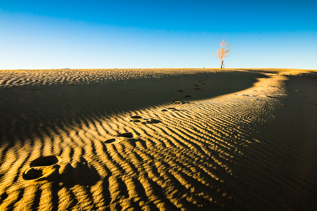 Trees In Desert Dune Photography Wallpapers