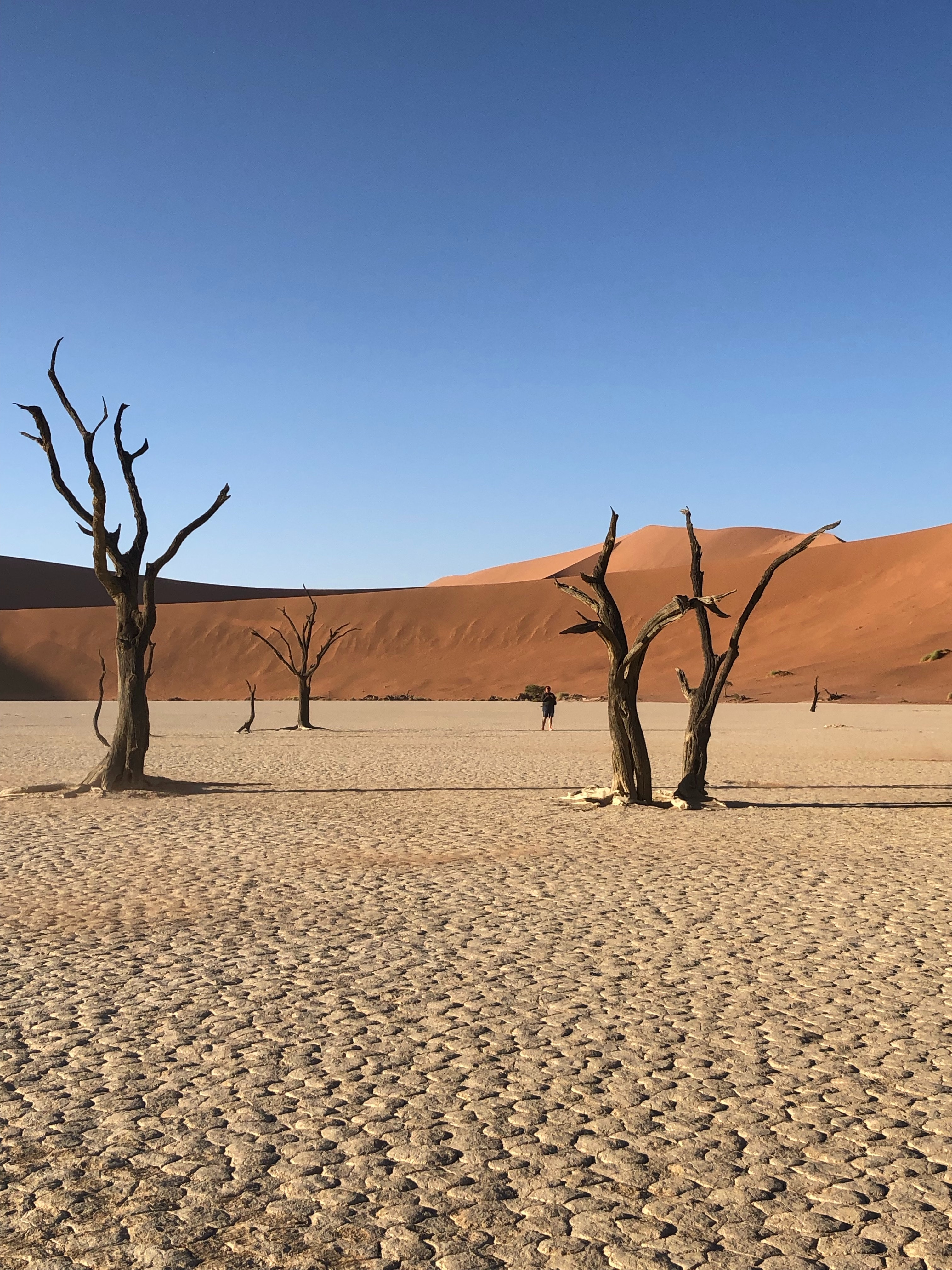 Trees In Desert Dune Photography Wallpapers