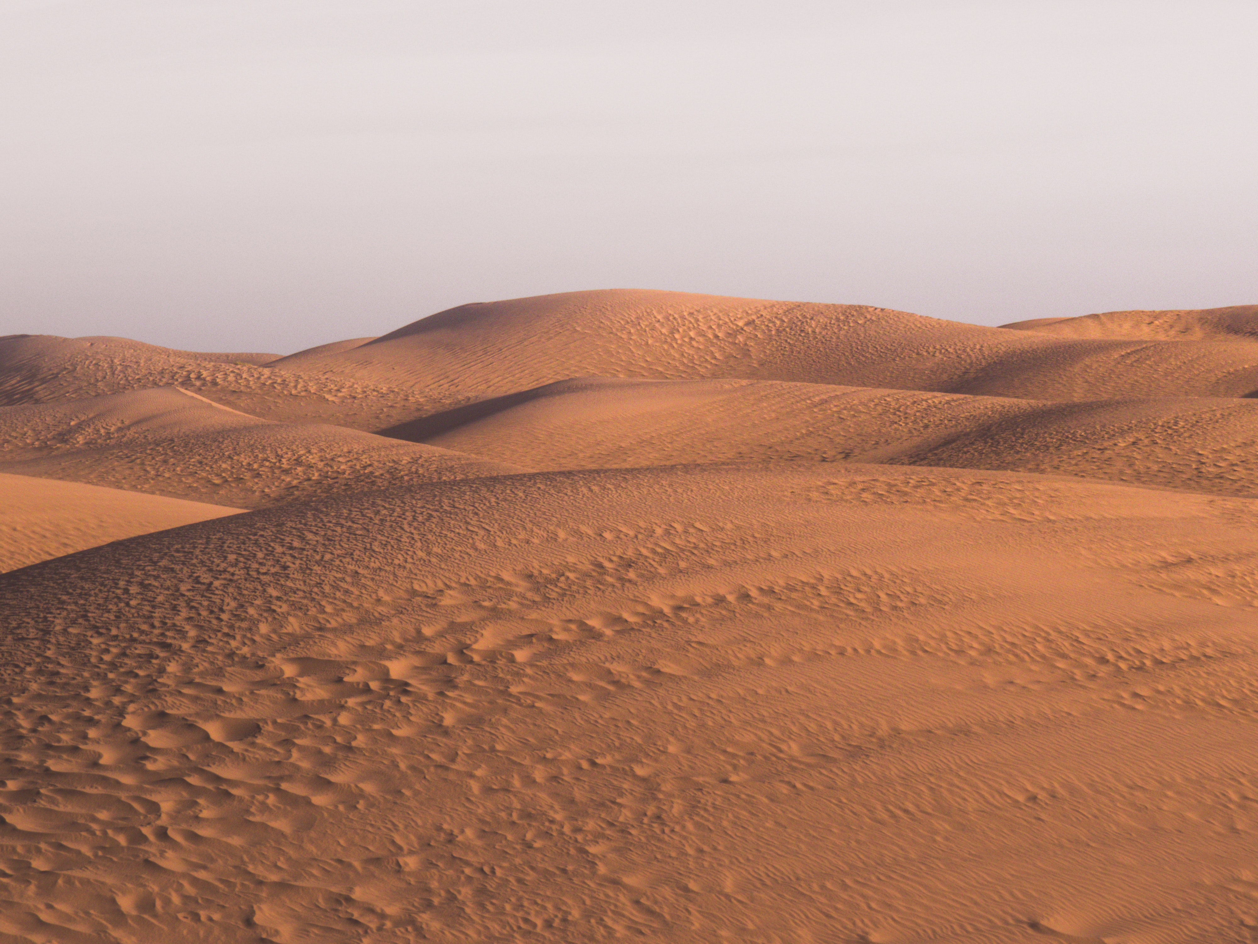 Trees In Desert Dune Photography Wallpapers