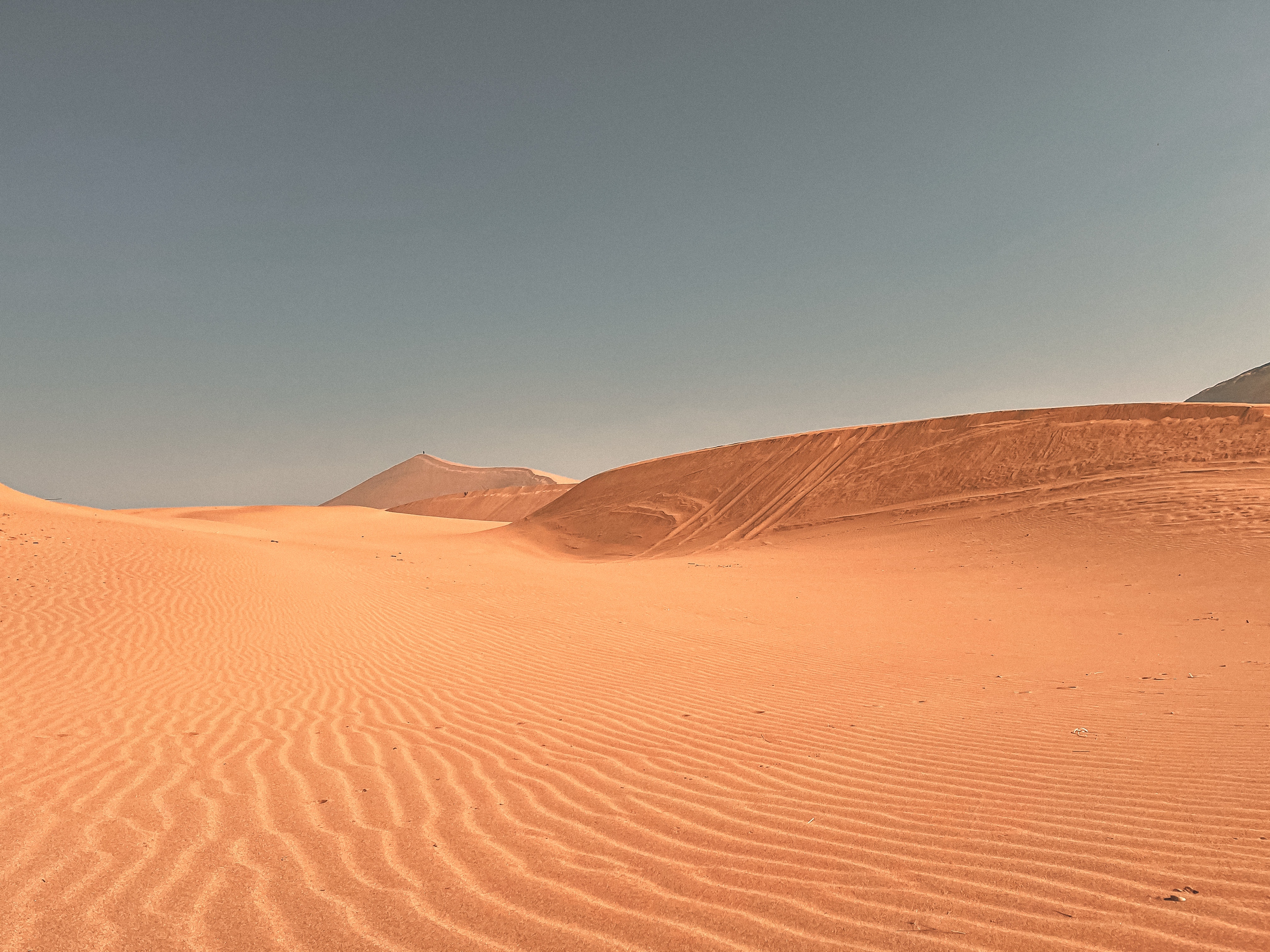 Trees In Desert Dune Photography Wallpapers