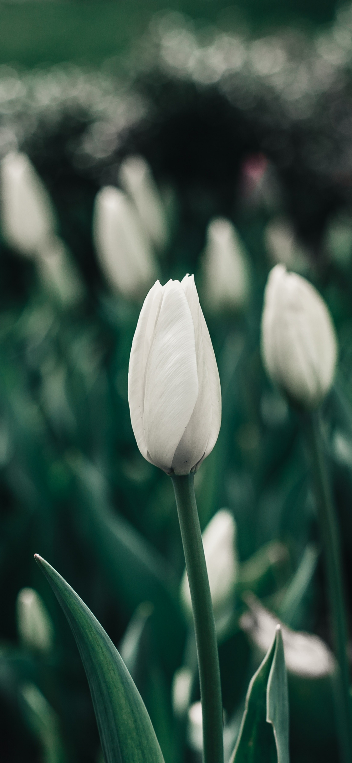 Tulip Wallpapers