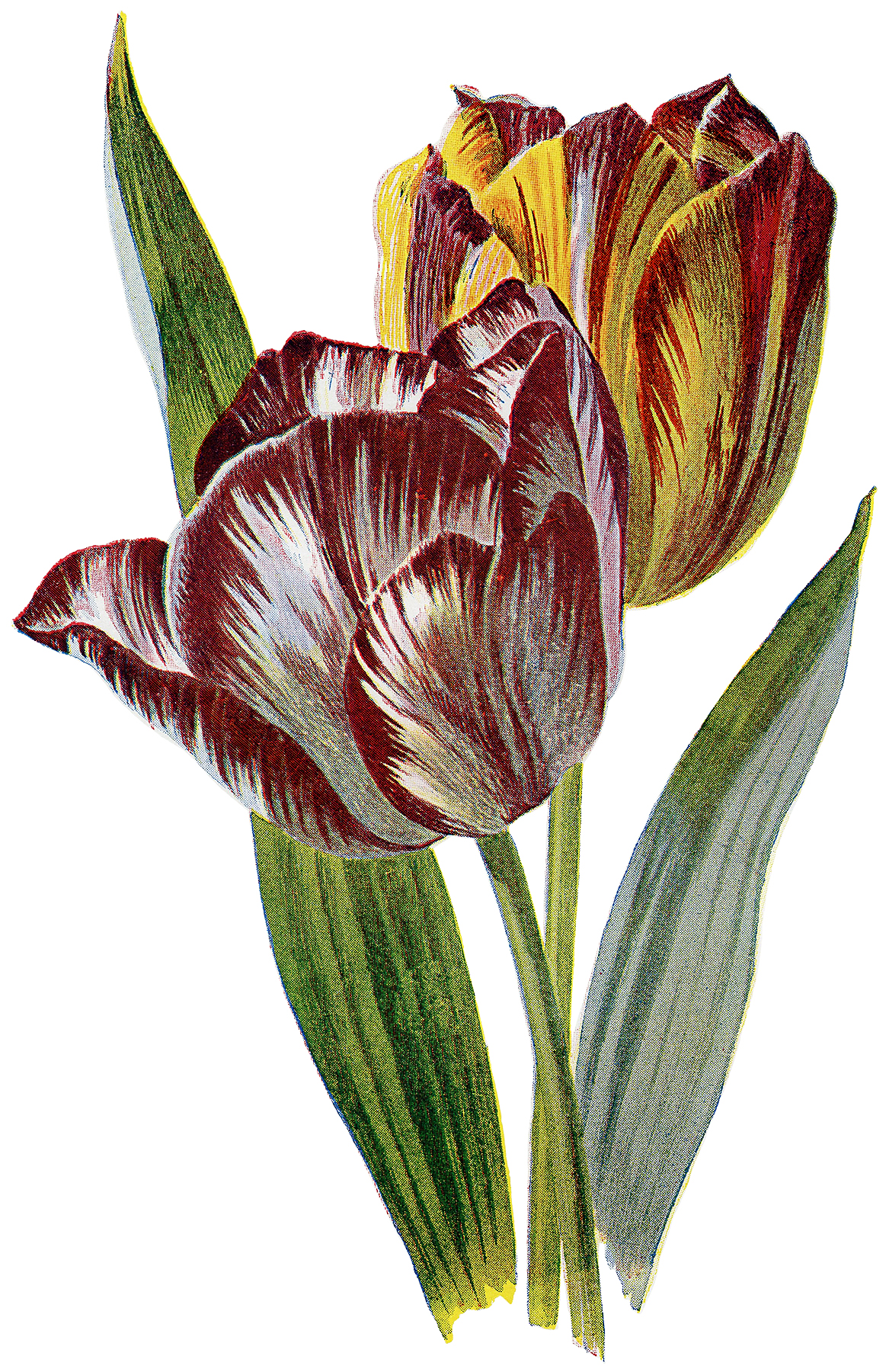 Tulip Wallpapers