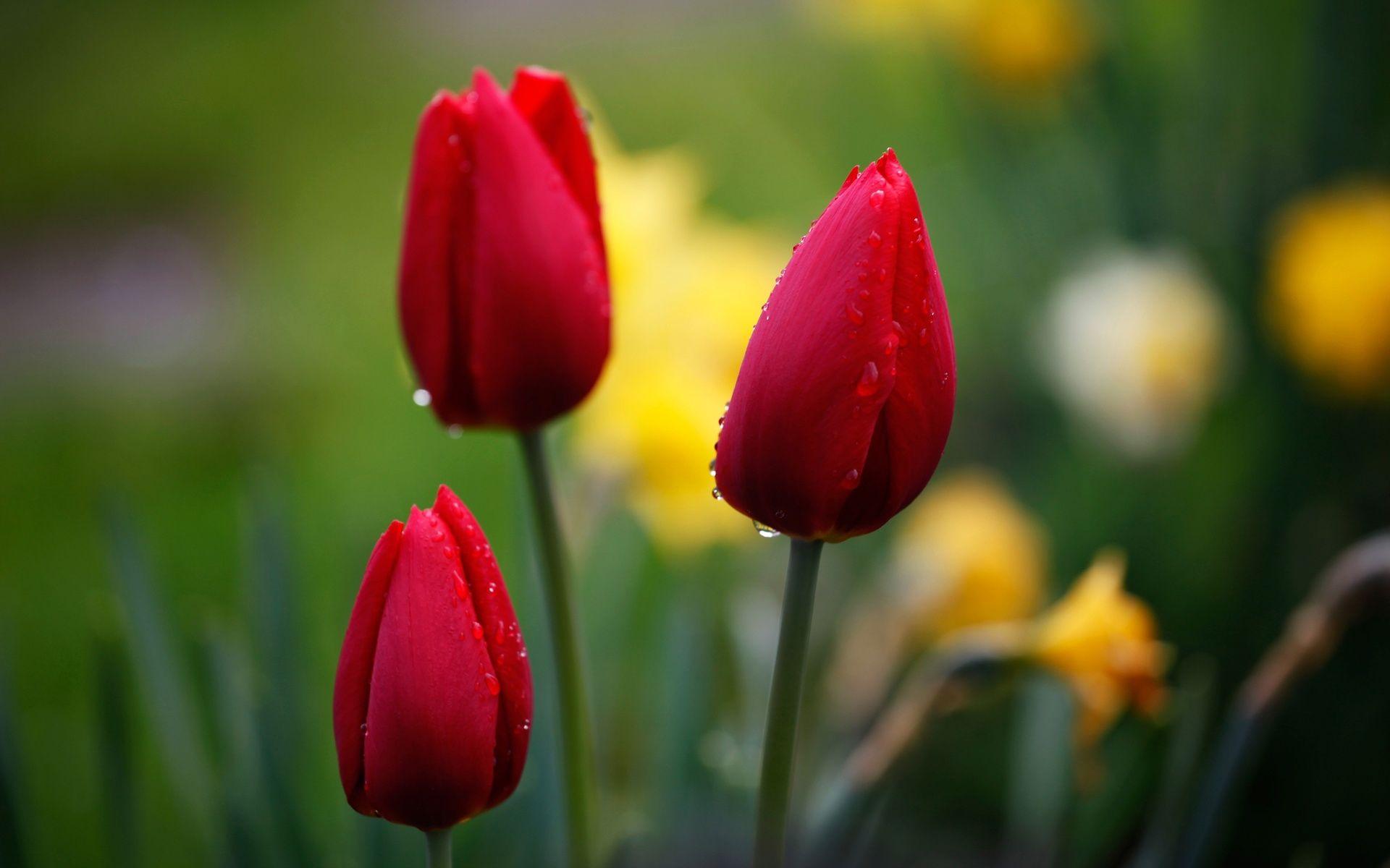 Tulip Wallpapers