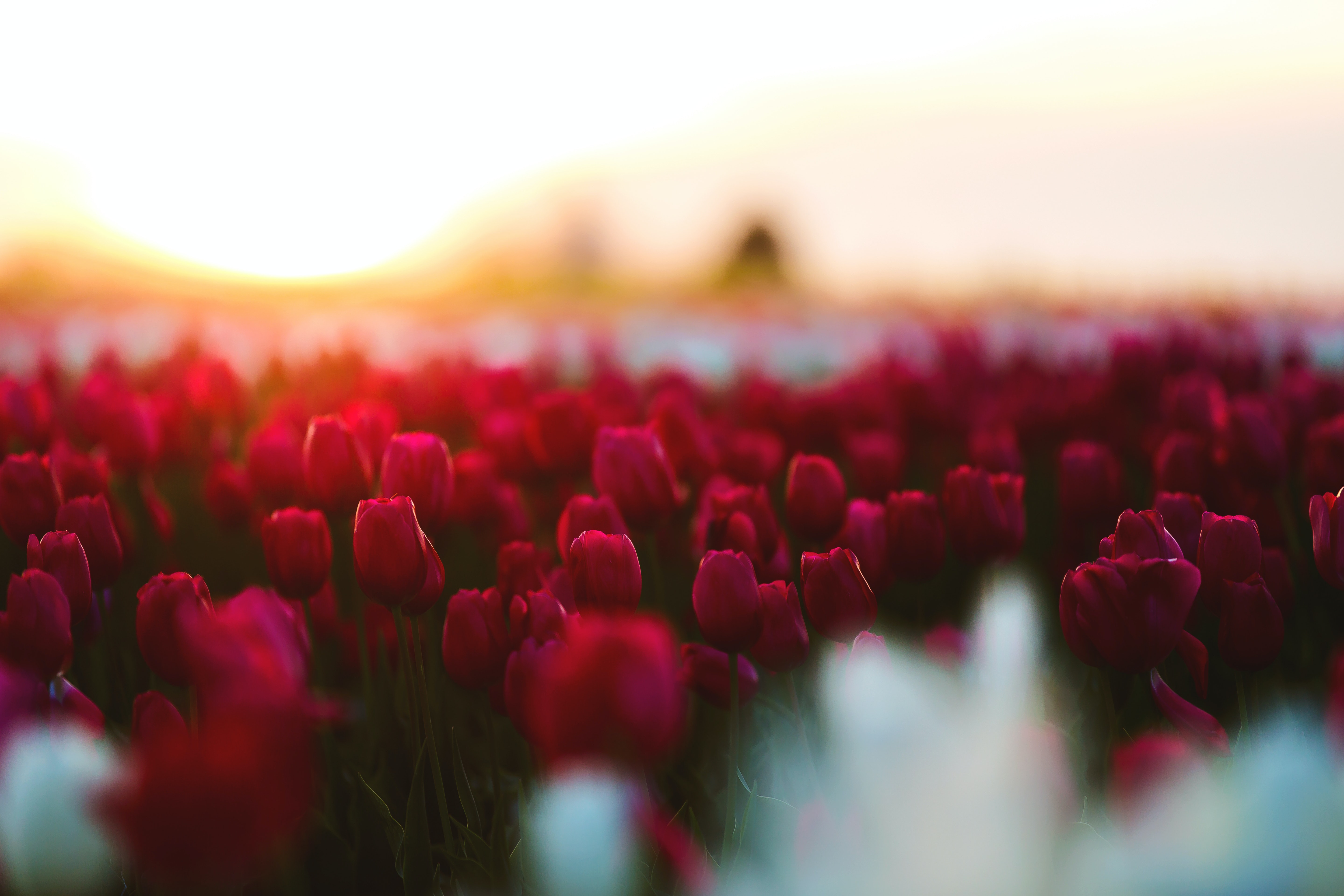 Tulip Wallpapers