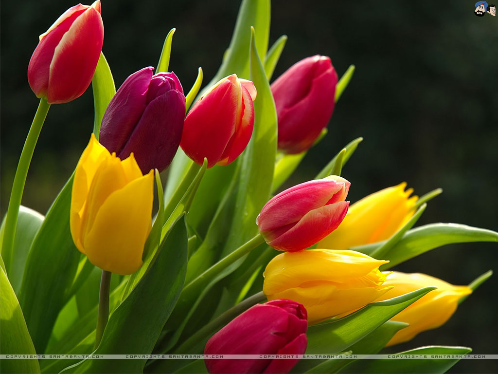 Tulip Wallpapers