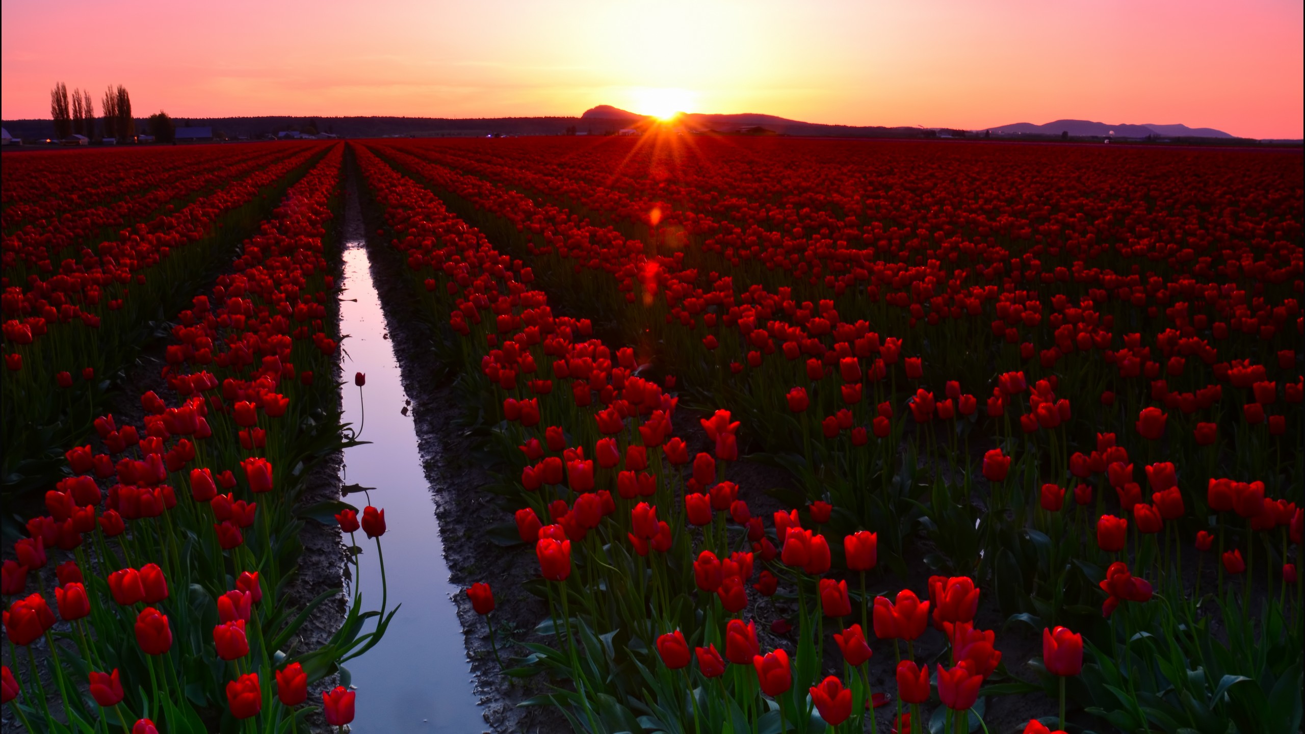 Tulip Field 5K Wallpapers