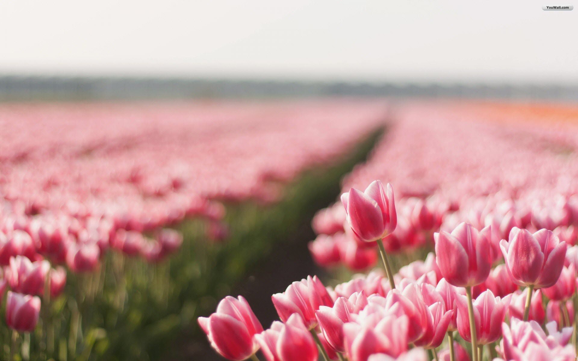 Tulip Field 5K Wallpapers