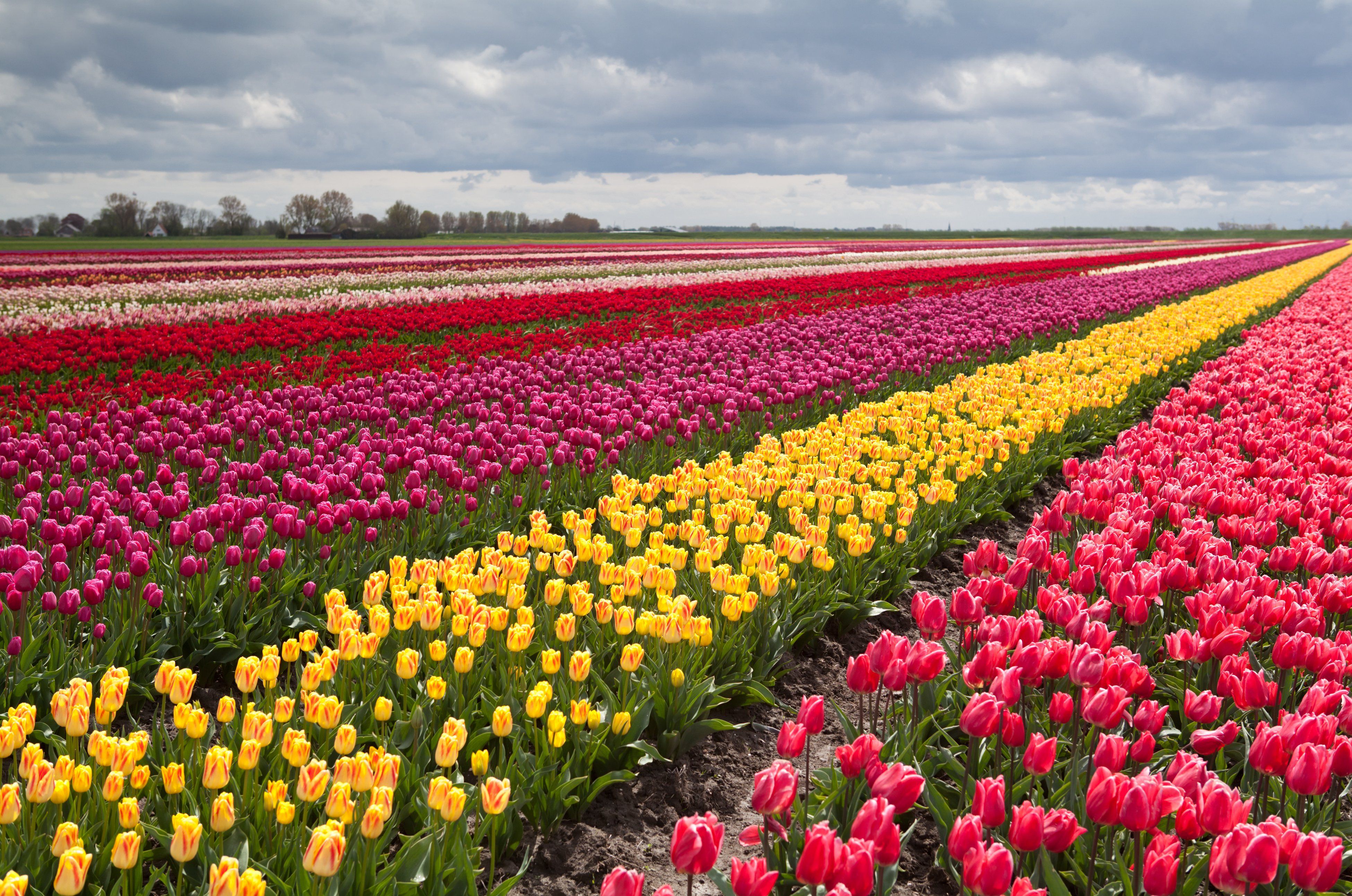 Tulip Field 5K Wallpapers