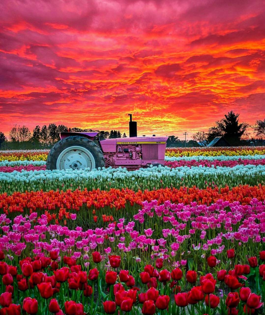 Tulip Field 5K Wallpapers