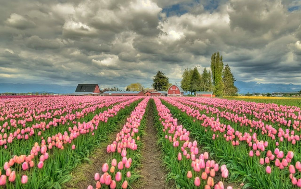 Tulip Field 5K Wallpapers