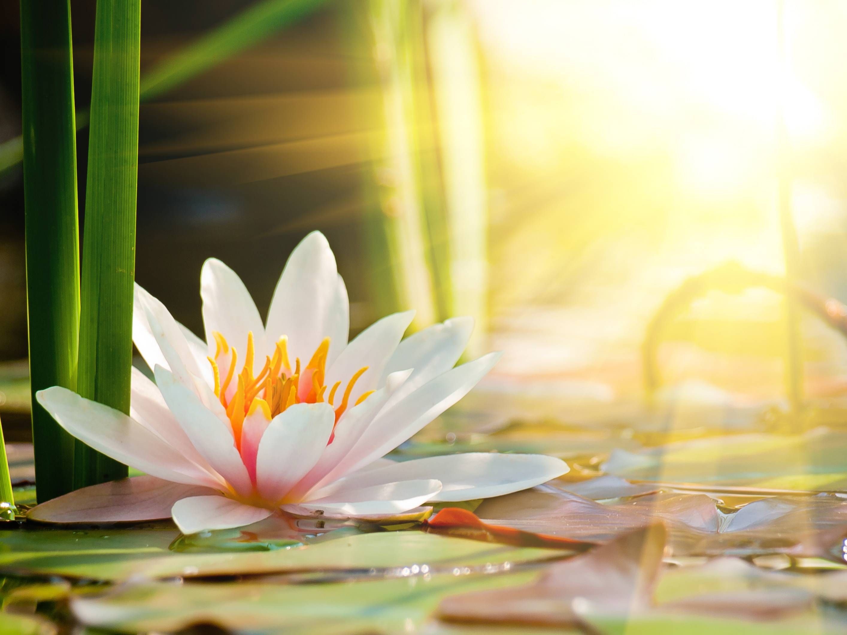 Water Lily Wallpapers