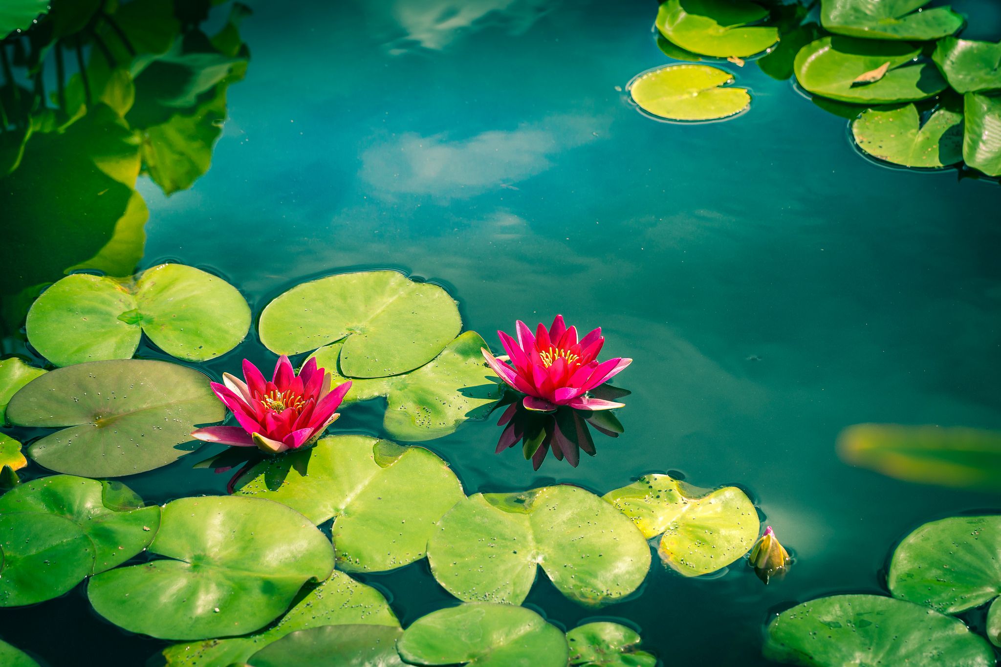 Water Lily Wallpapers