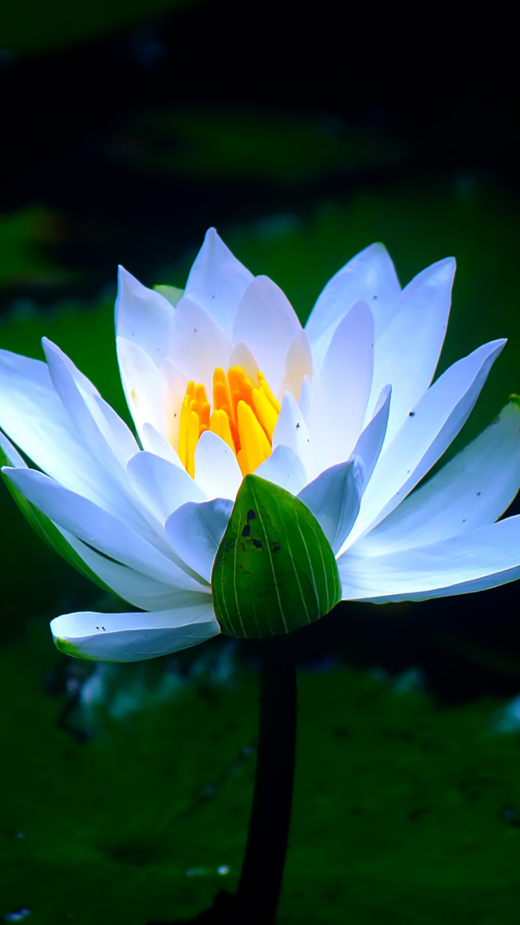 Water Lily Wallpapers