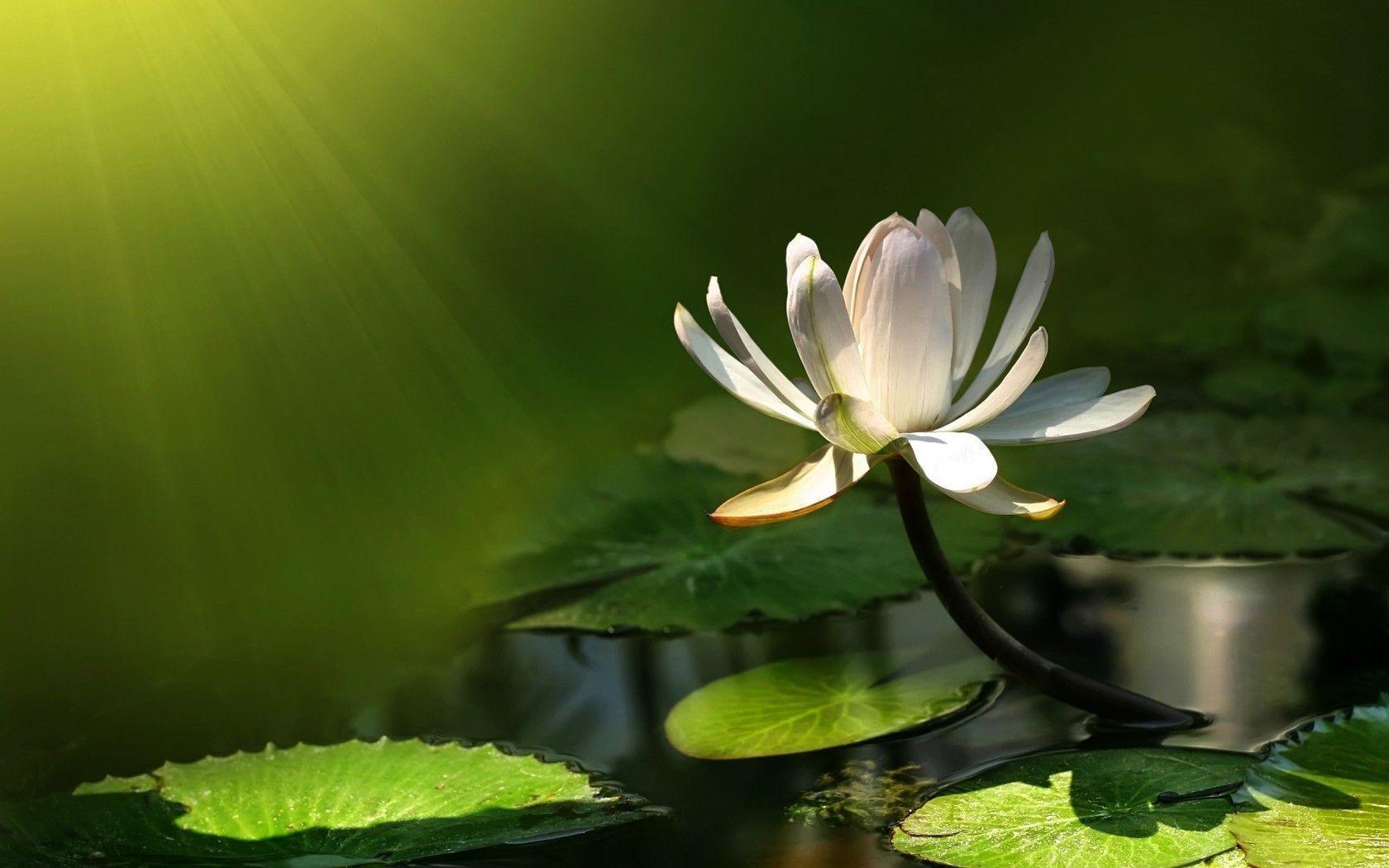 Water Lily Wallpapers