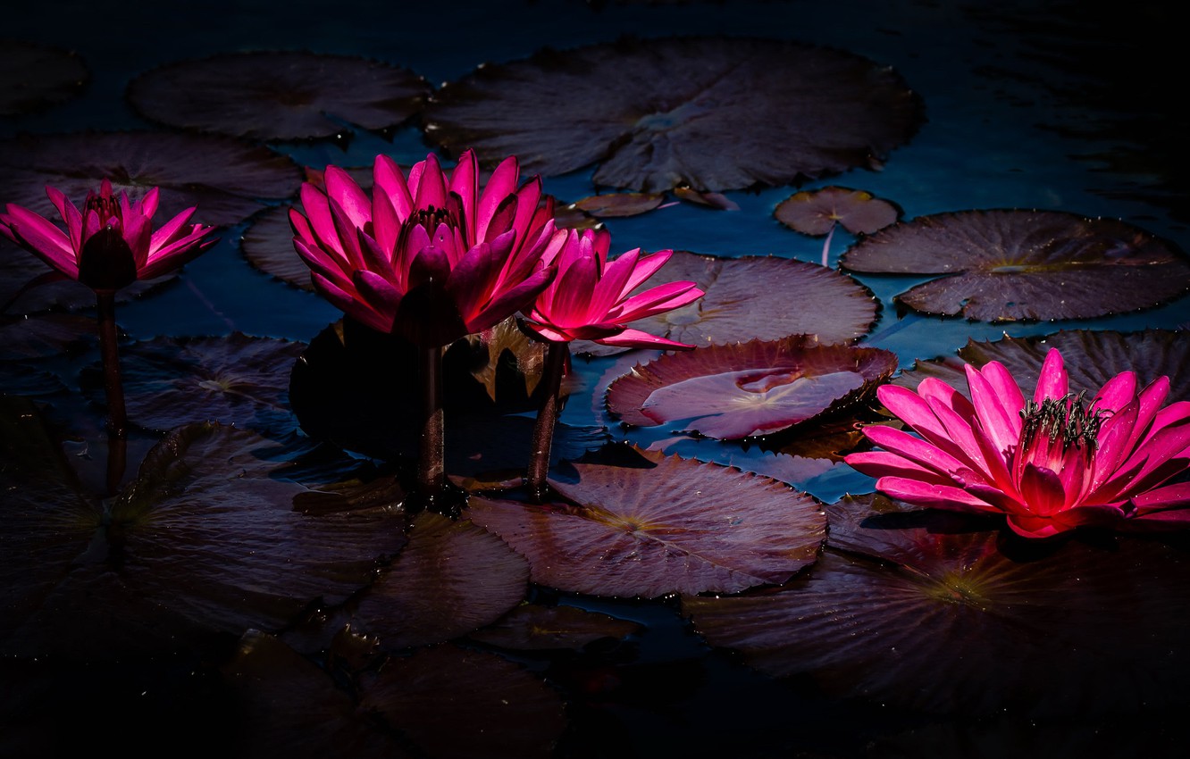 Water Lily Wallpapers