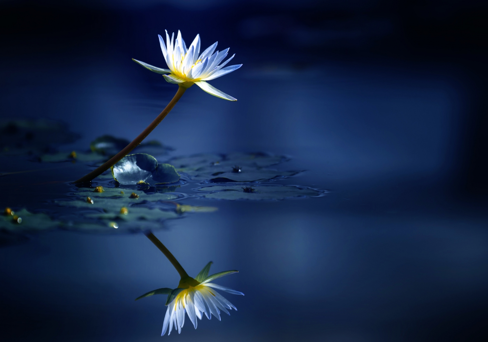 Water Lily Wallpapers