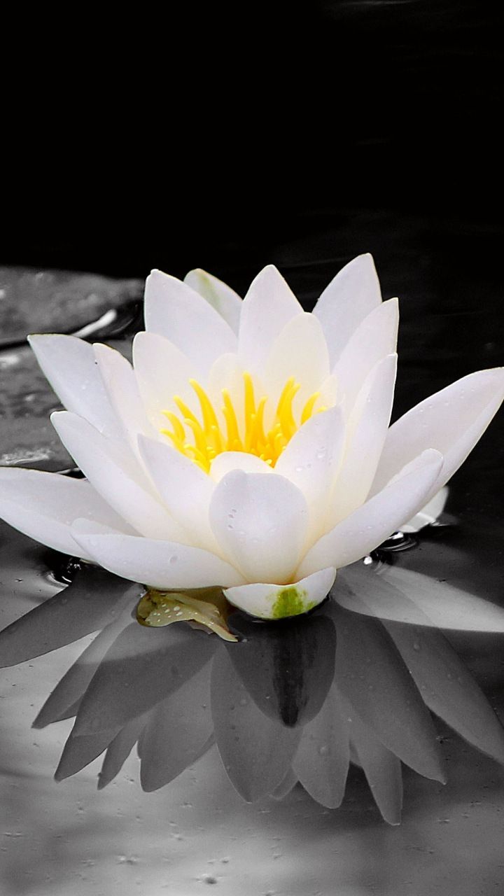 Water Lily Wallpapers