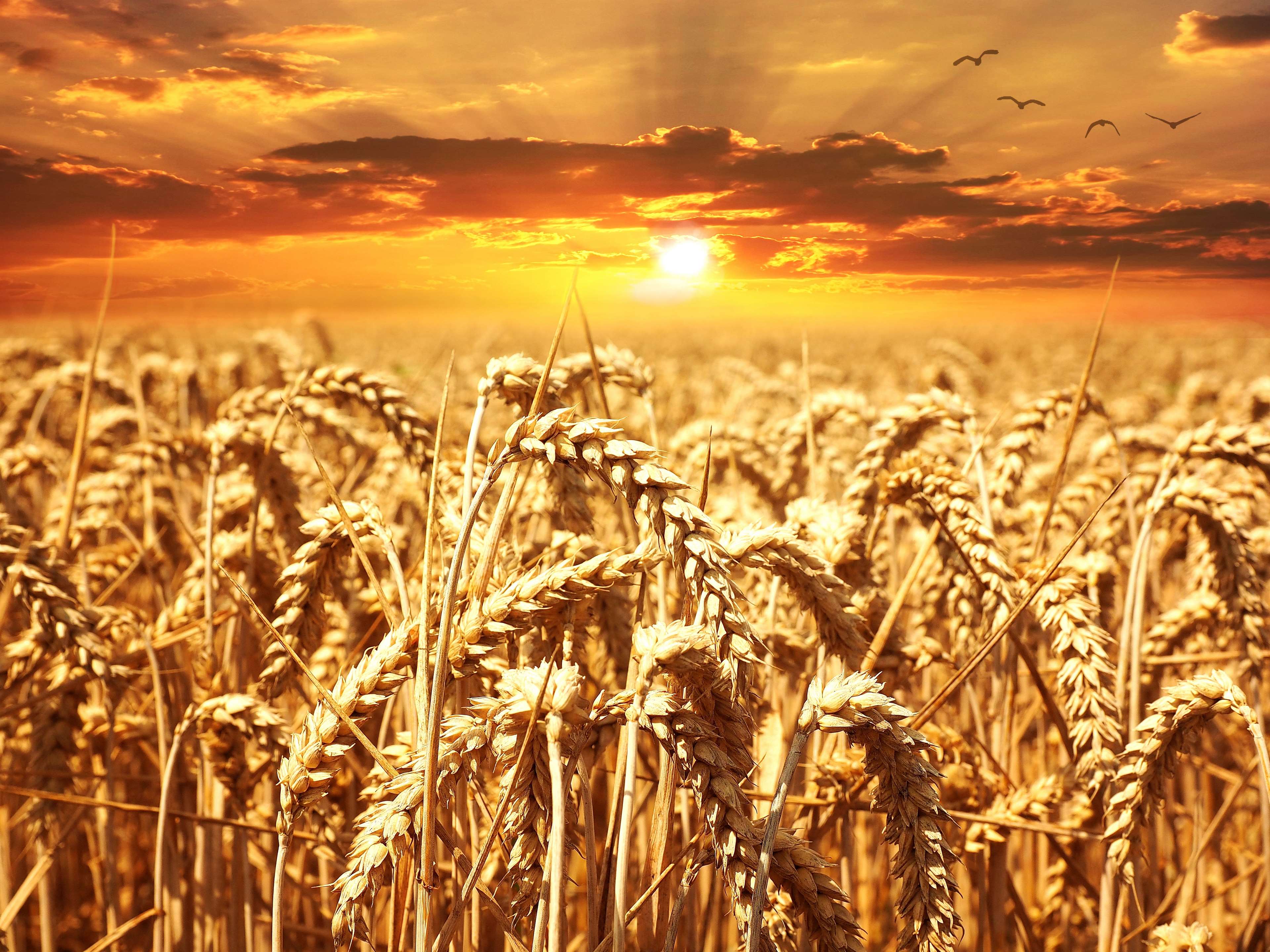 Wheat 4K Farm Field Wallpapers