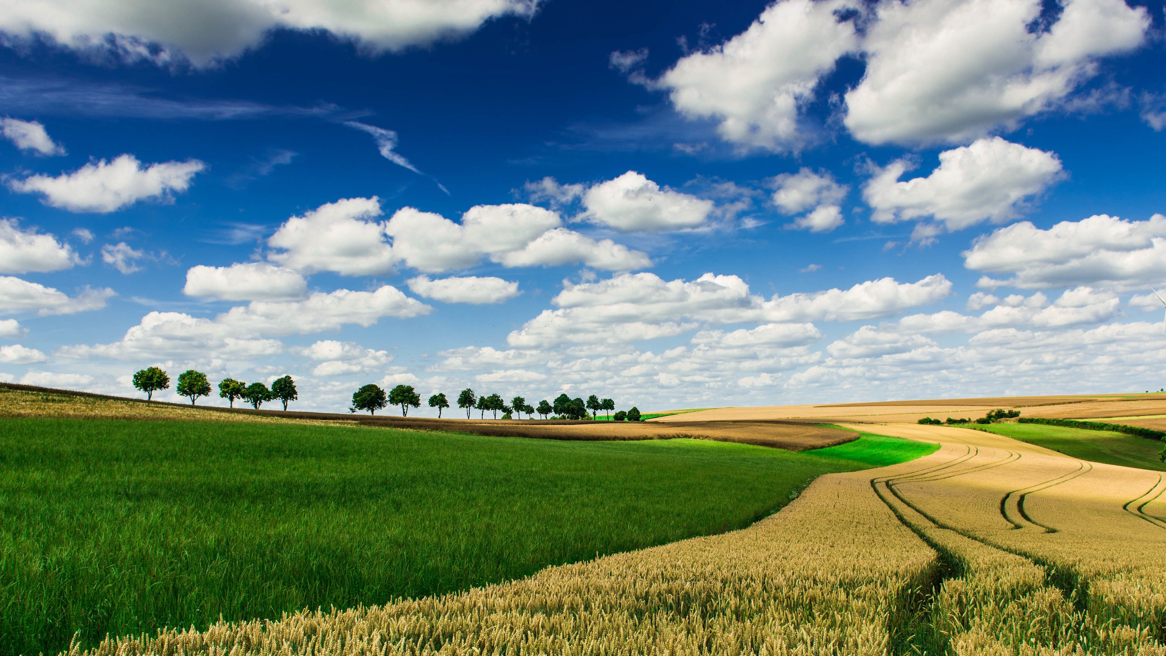 Wheat 4K Farm Field Wallpapers