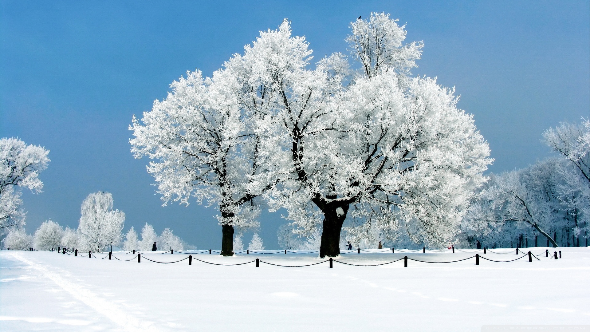 White Tree Wallpapers